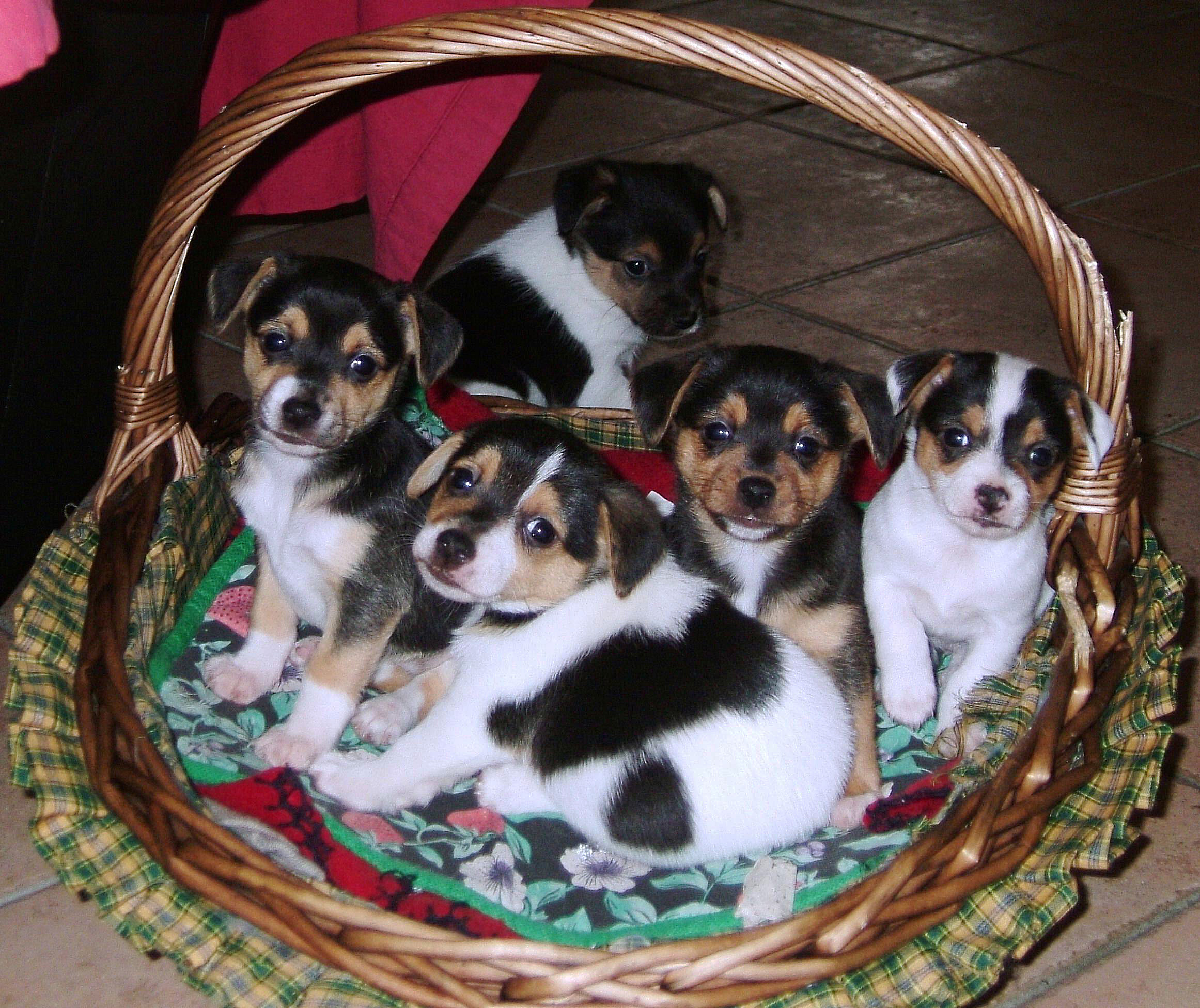 I magnifici Cinque !