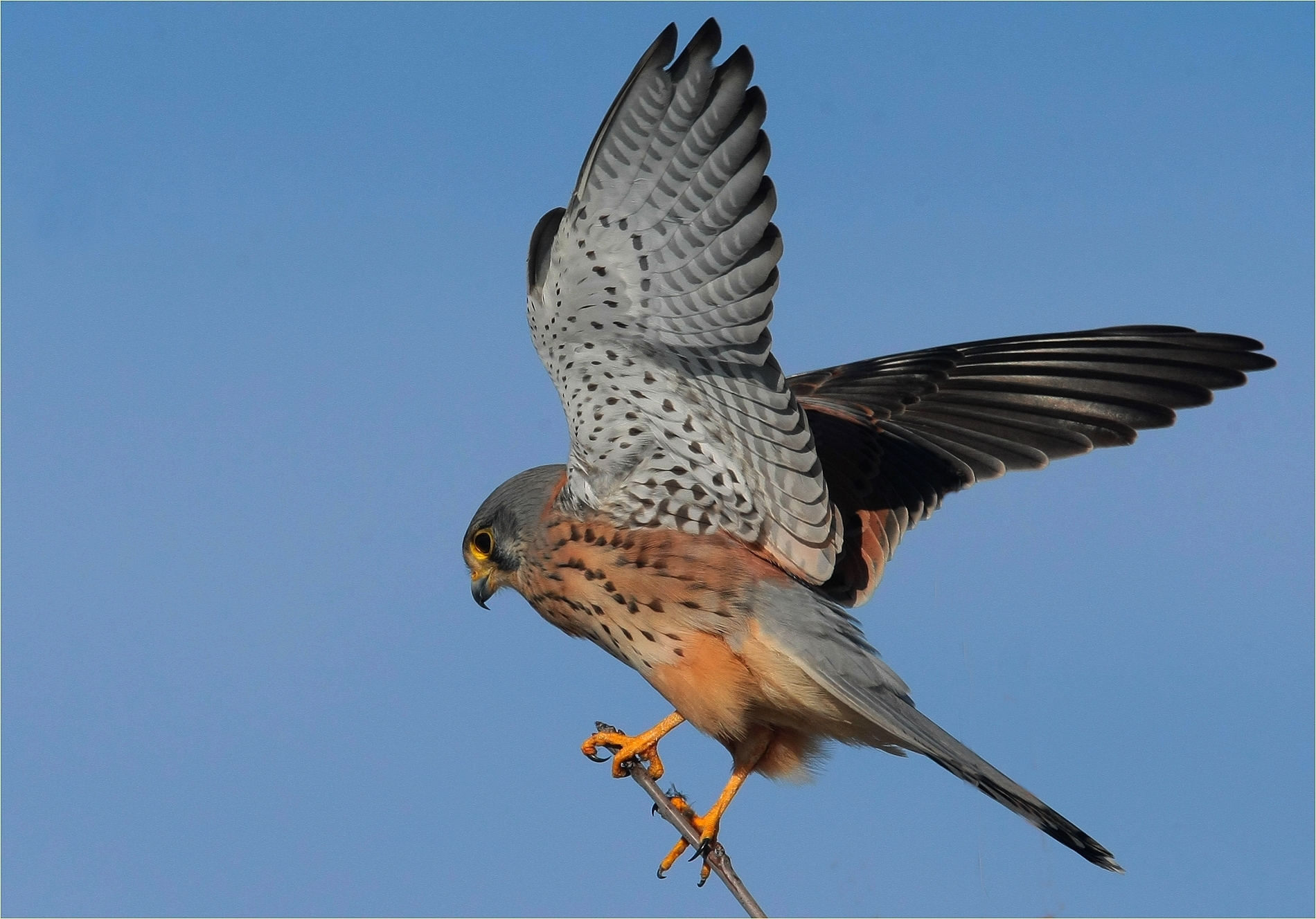 Kestrel ,, ,,