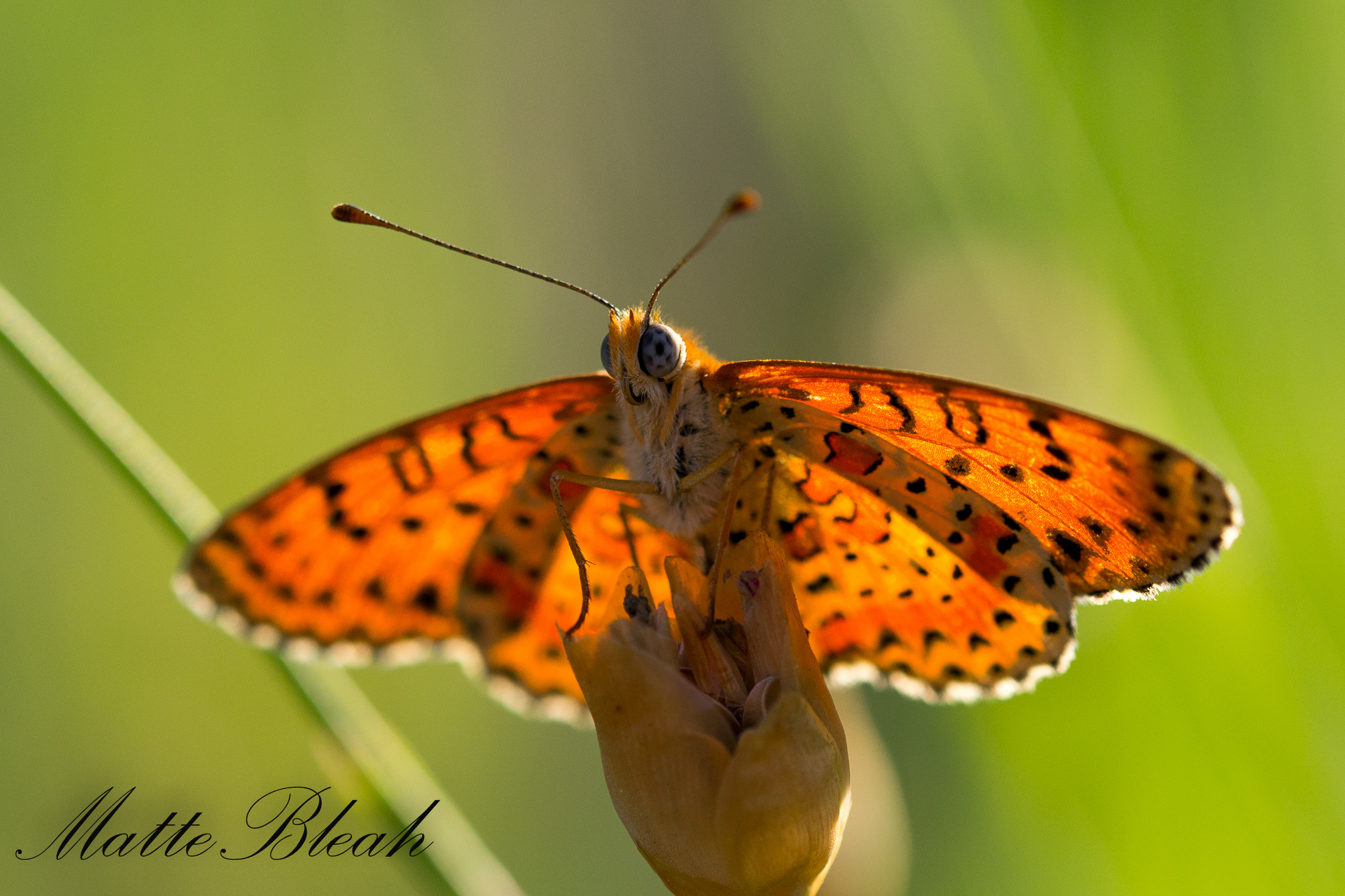 sunset through my wings (Melitaea didyma)