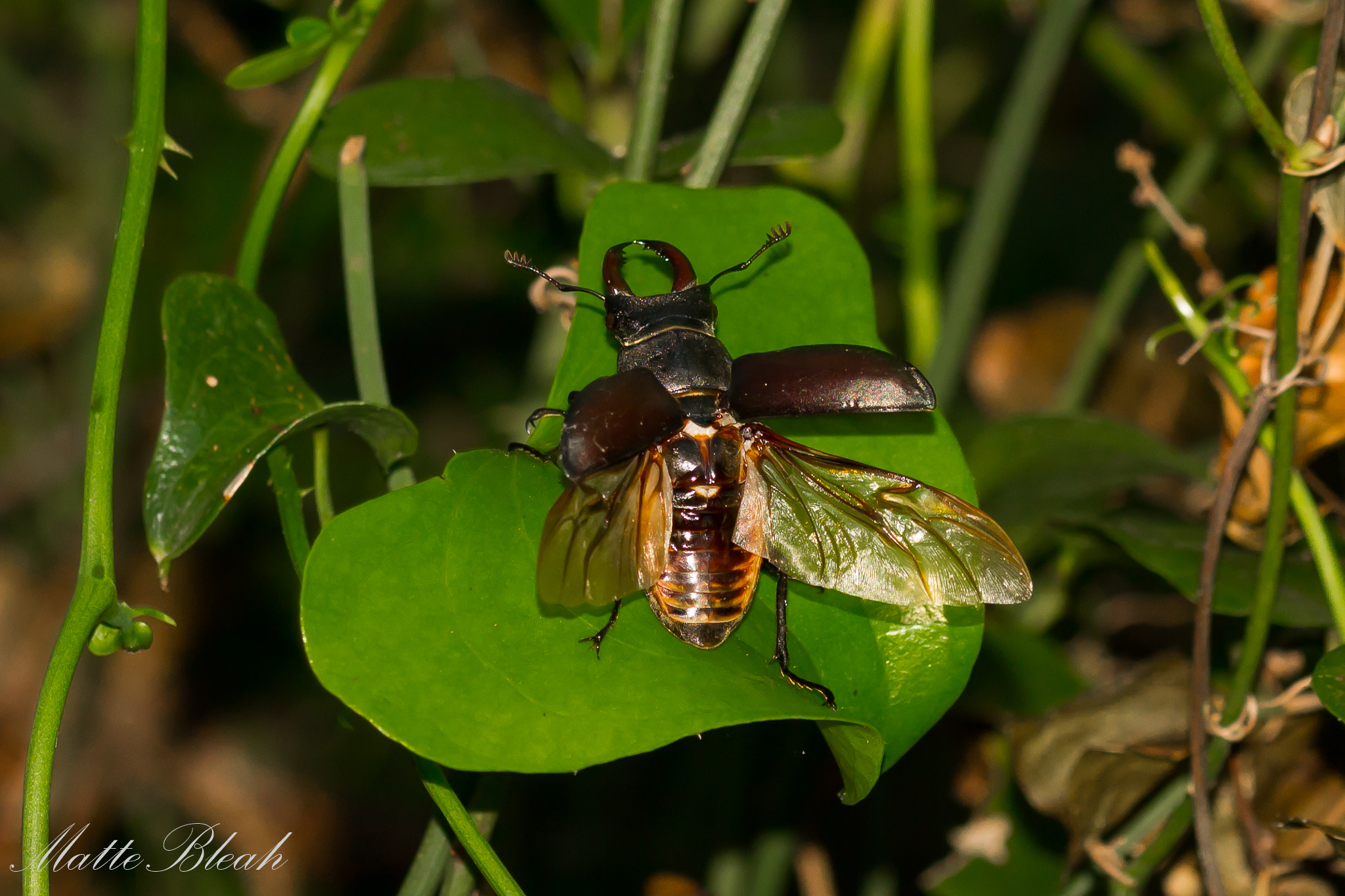 3..2..1..Ignition (Lucanus cervus maschio)