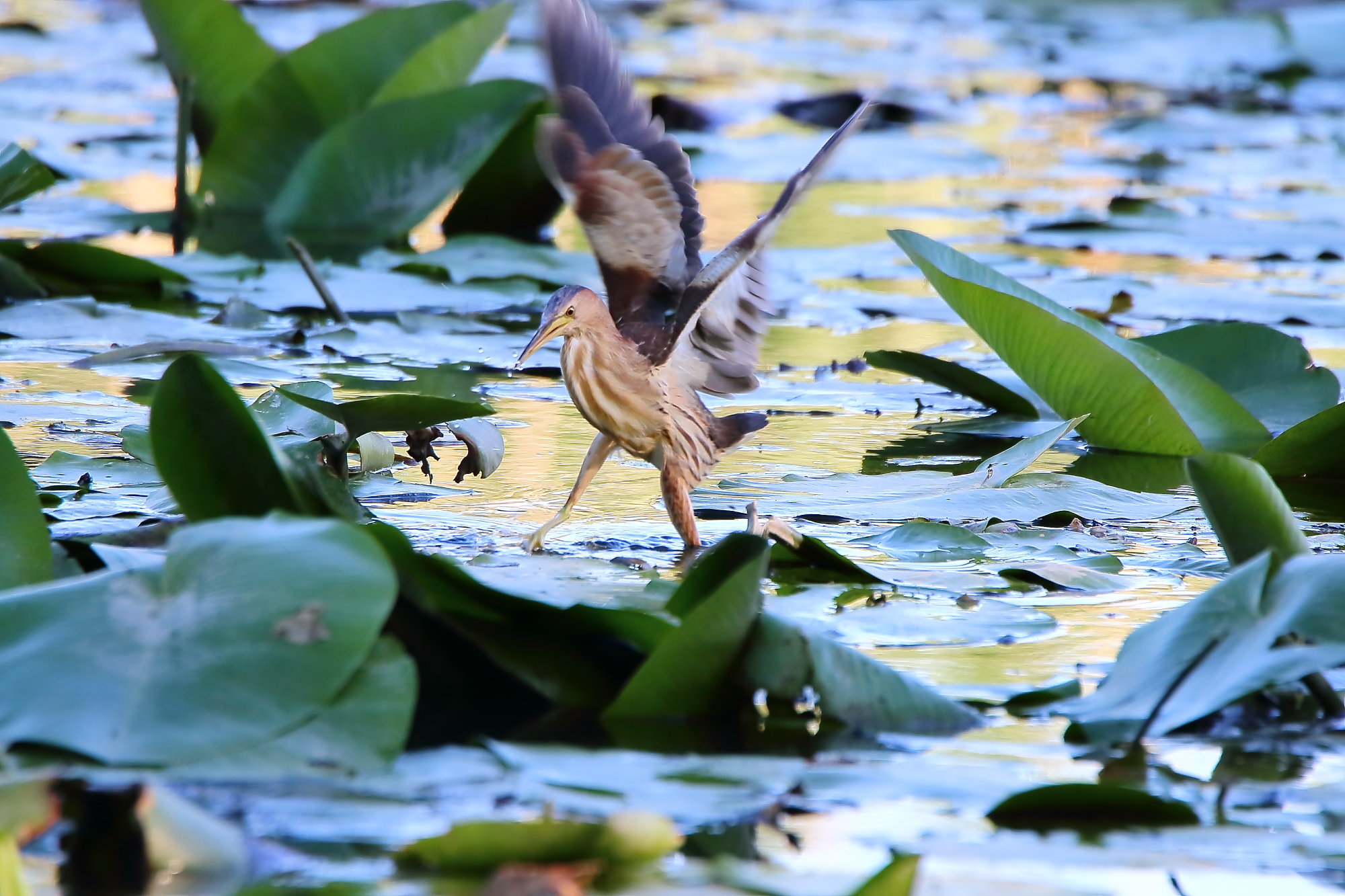 bittern female