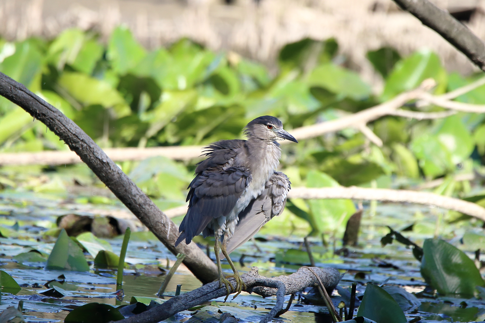 young Night Heron