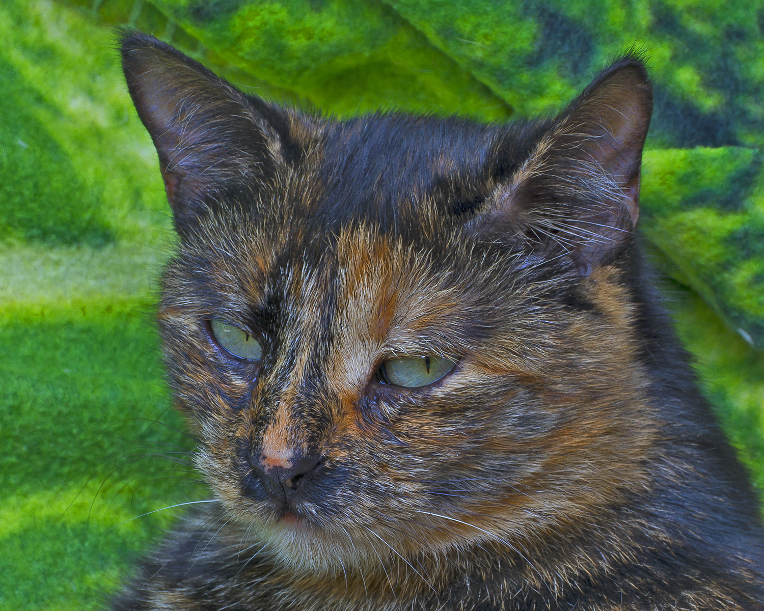 Brina, una gatta Ar×