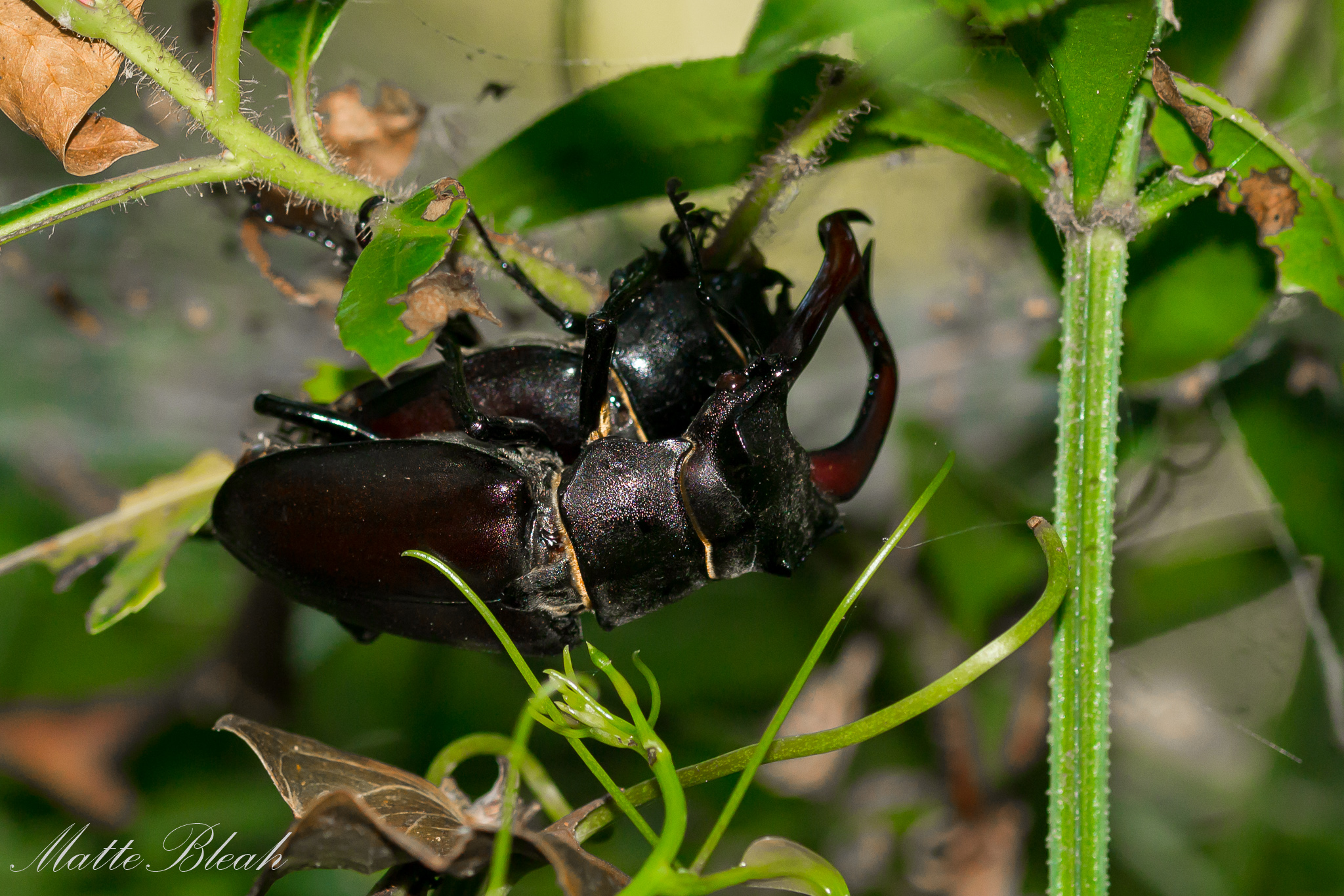 Lucanus cervus..mating
