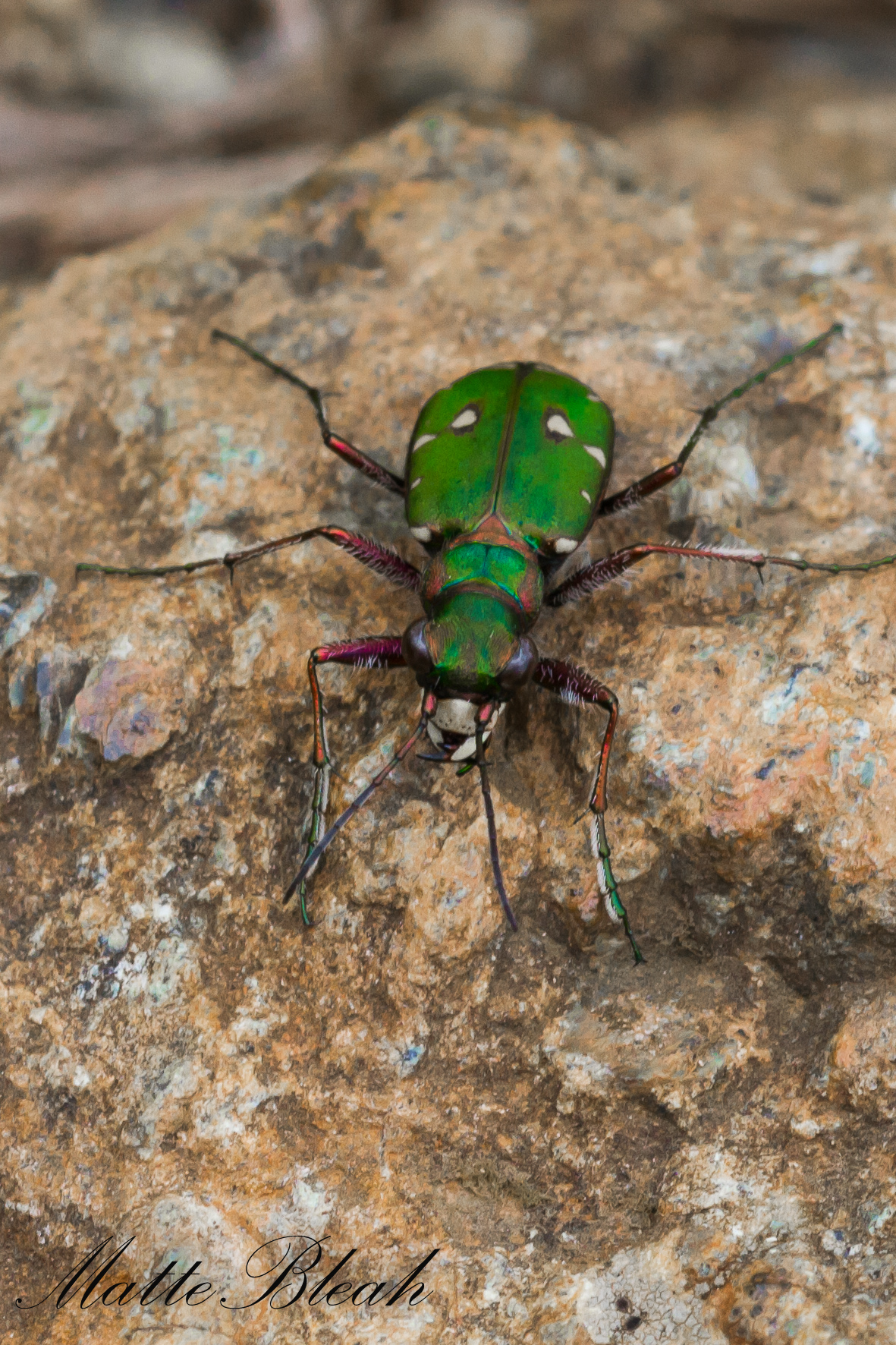 Cicindela on the rocks