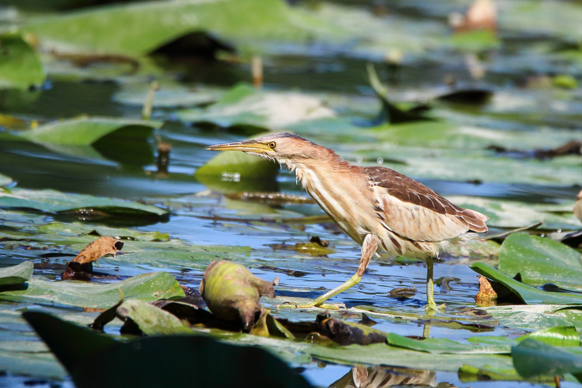 bittern female