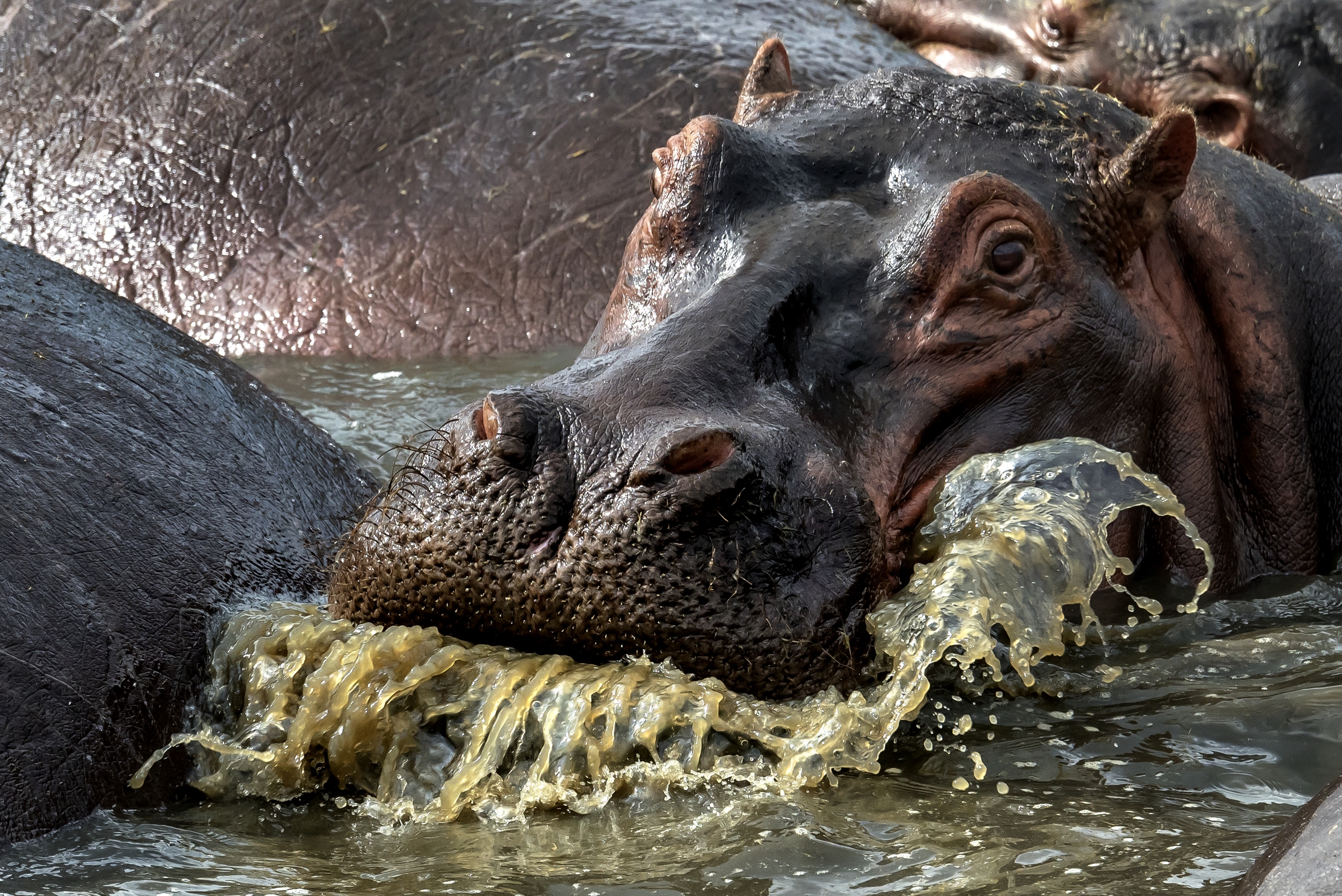 Tanzania 2016 - Hippo