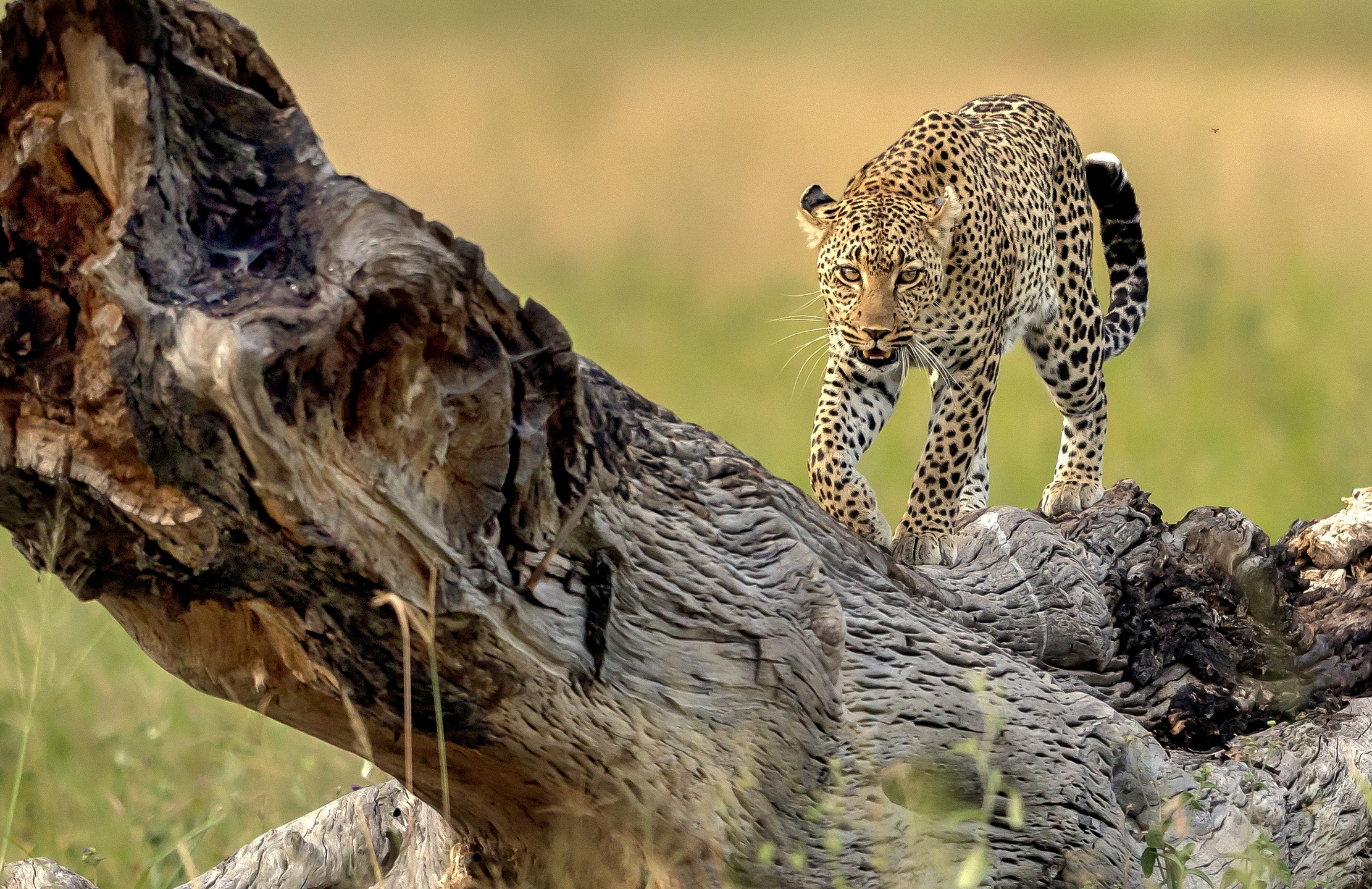 Tanzania 2016 - Leopard