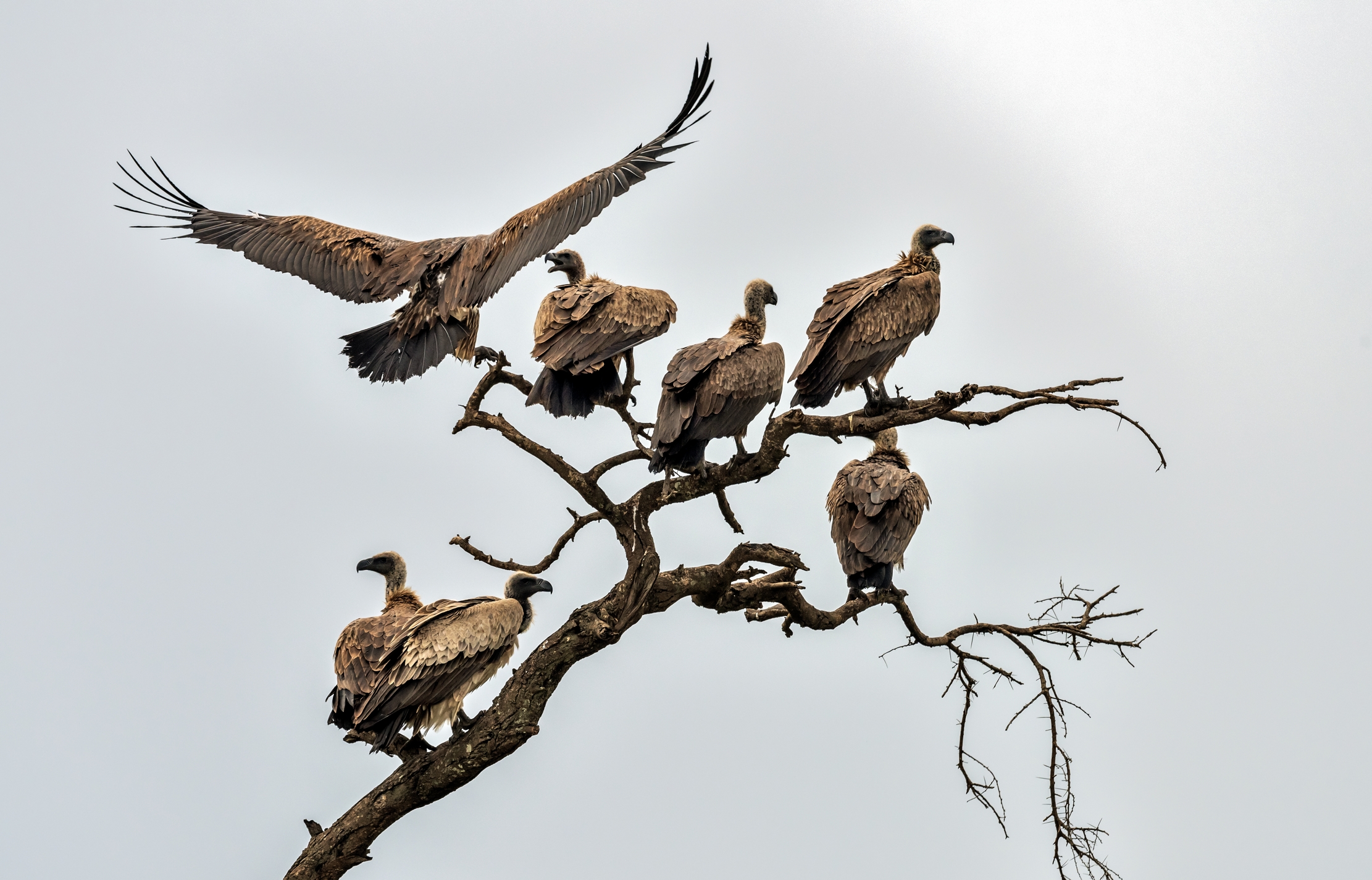Tanzania 2016 - Avvoltoi