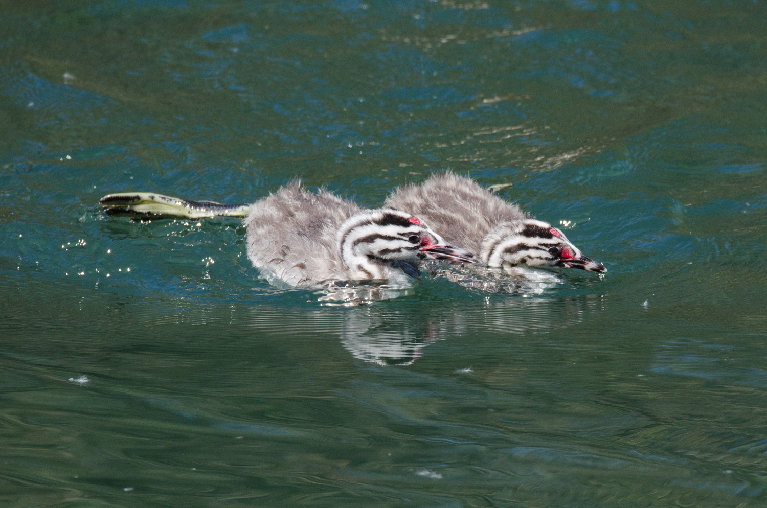 fights between little ones