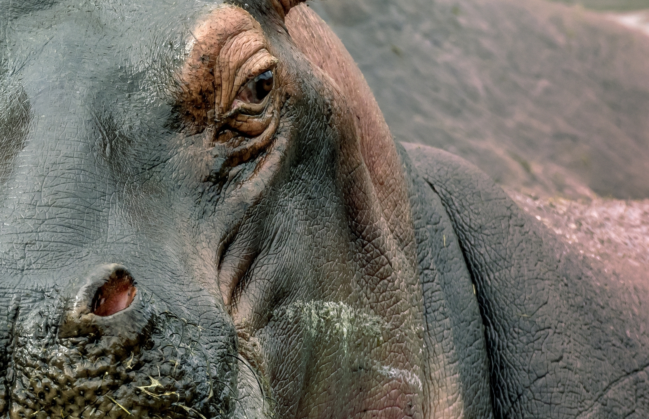 Tanzania 2016 - Hippo