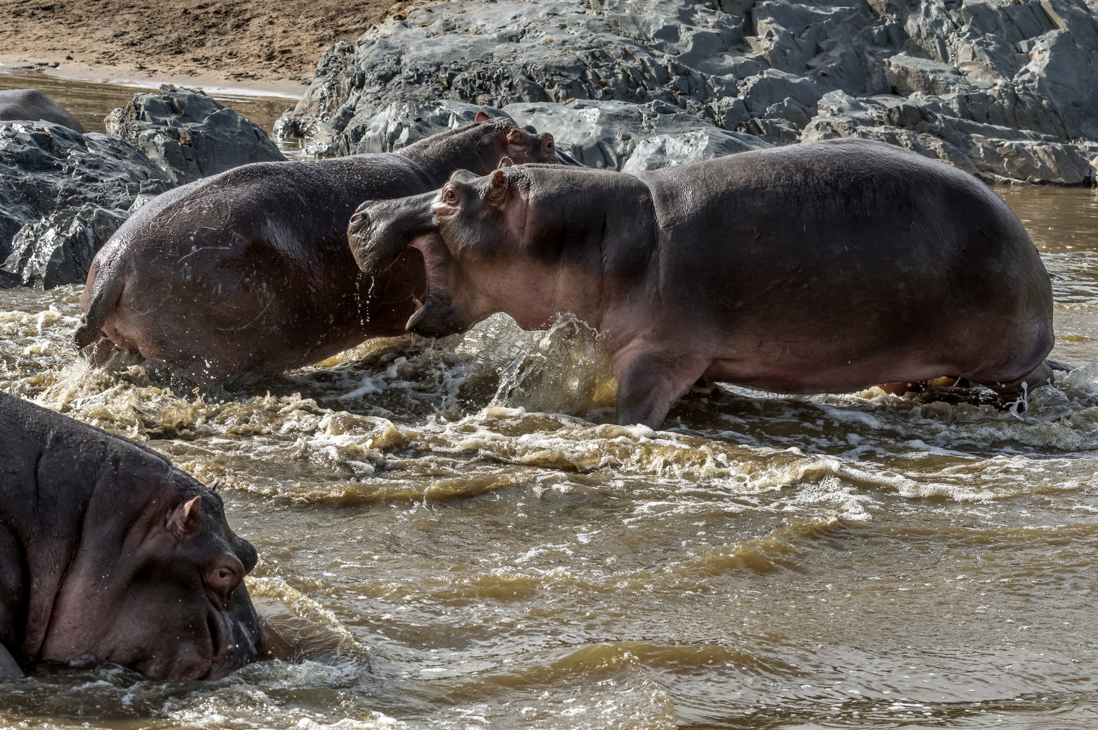 Tanzania 2016 - Hippo
