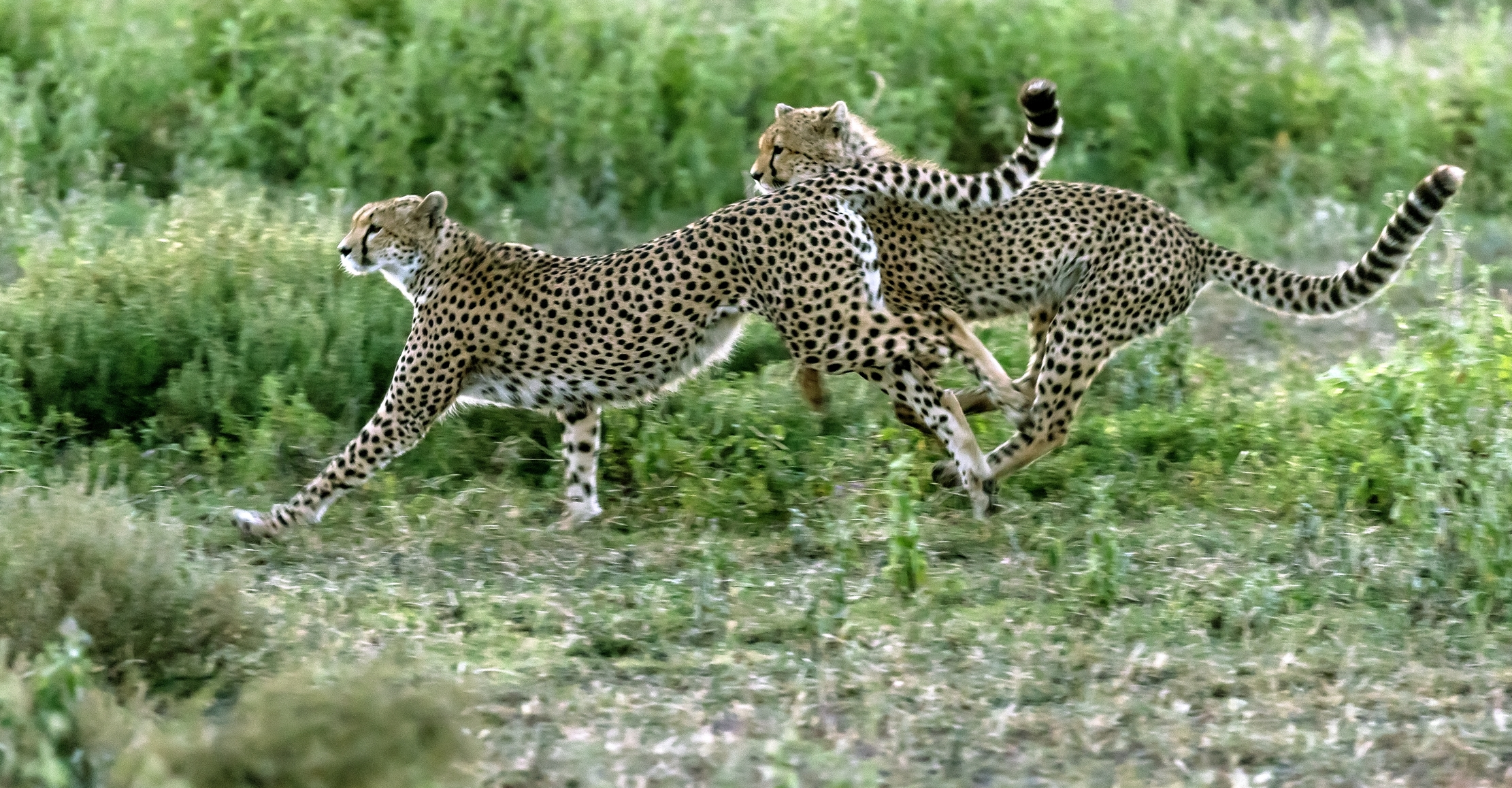 Tanzania 2016 - Corse