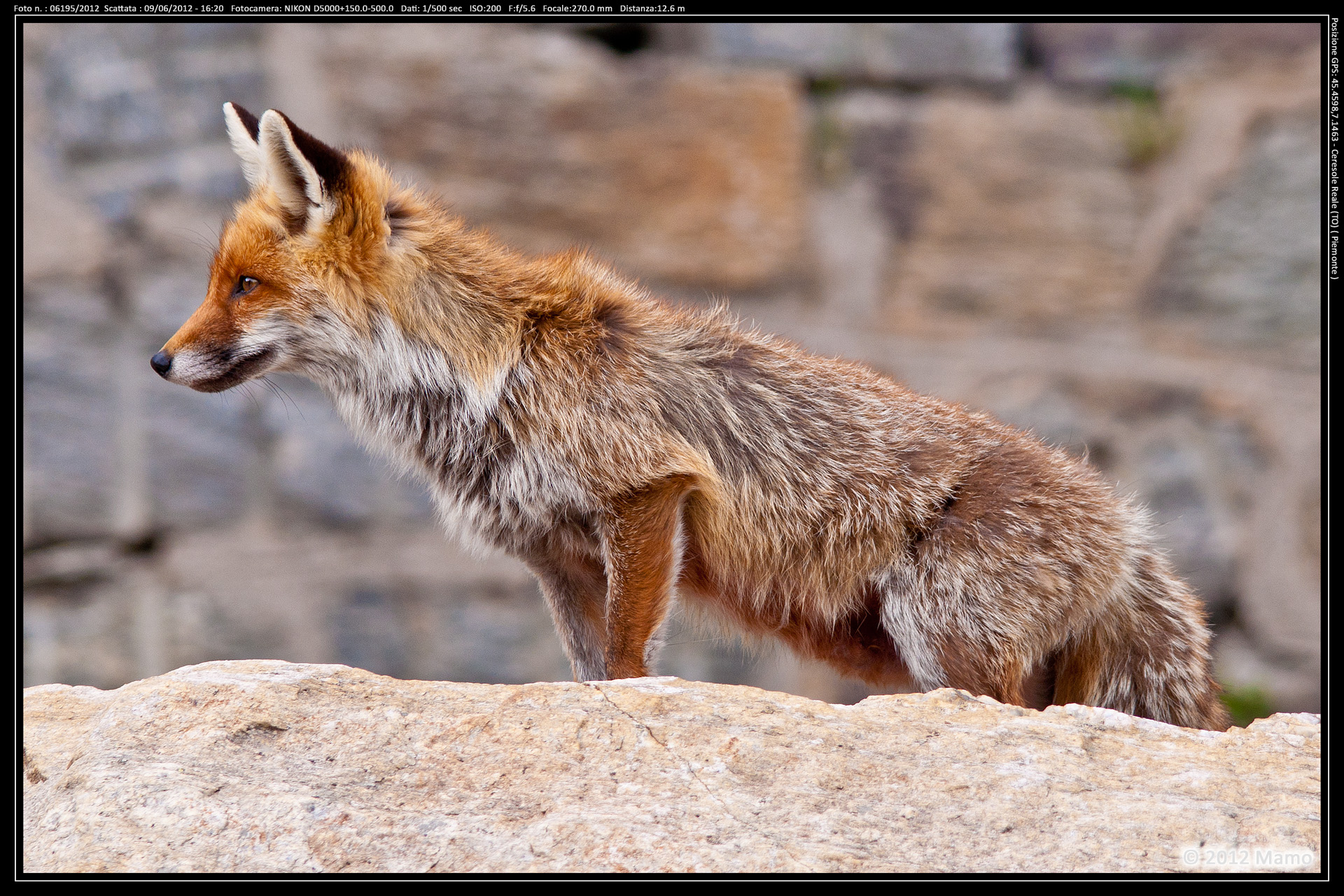 Volpe a Ceresole Reale