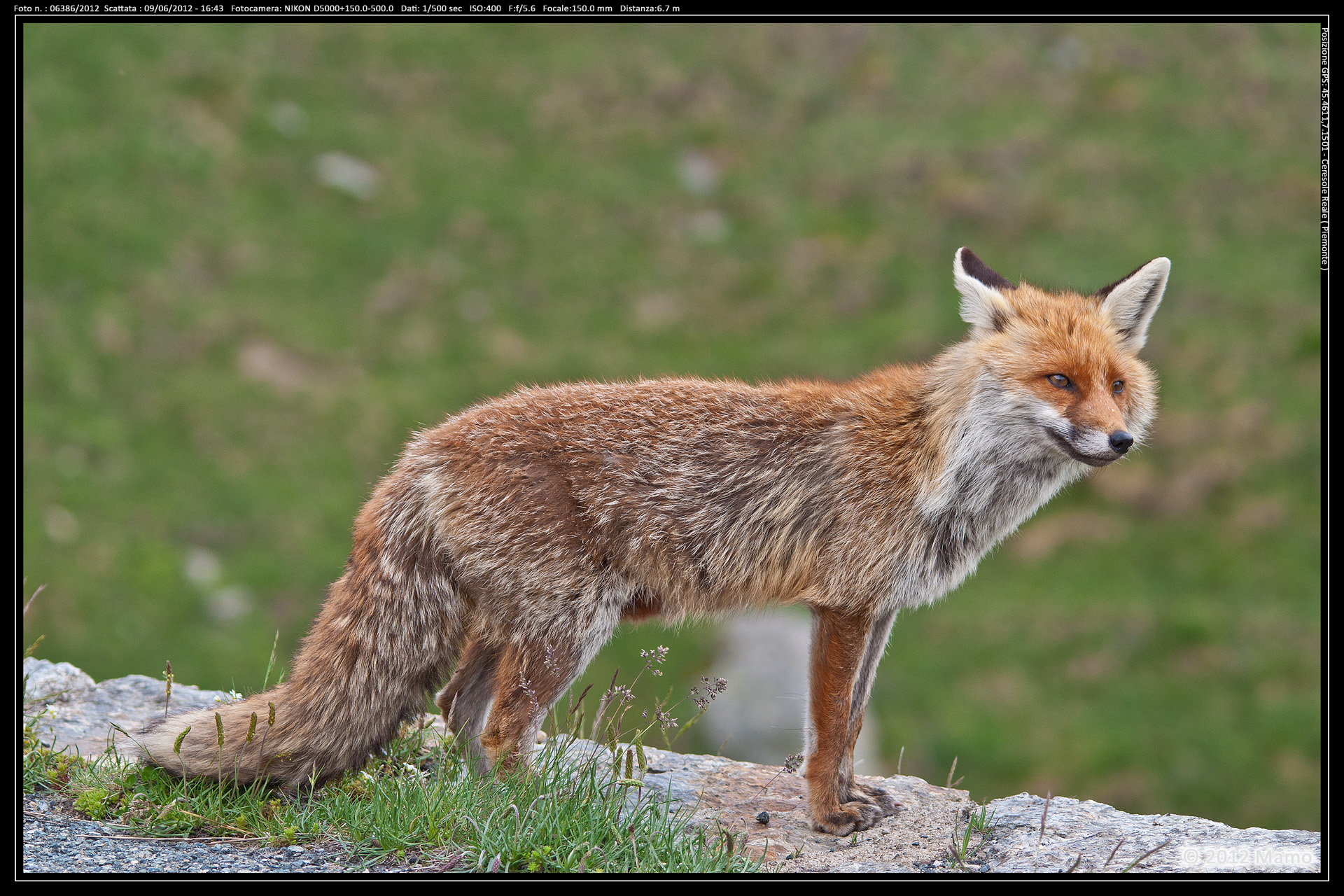 Volpe a Ceresole Reale
