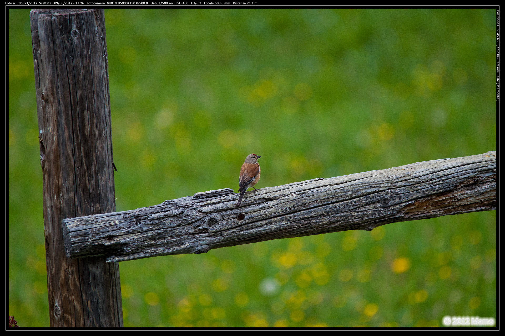 Fanello maschio a Ceresole Reale