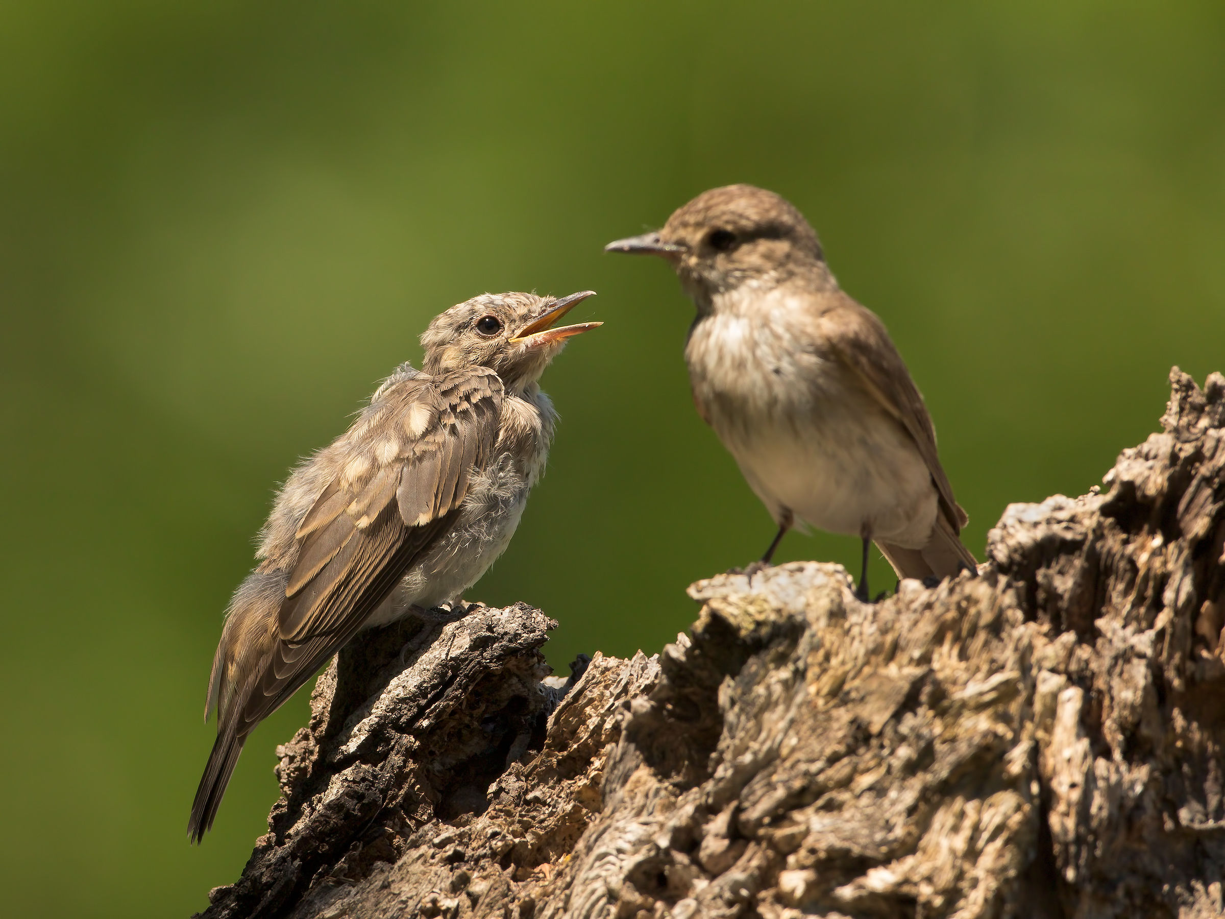 flycatchers