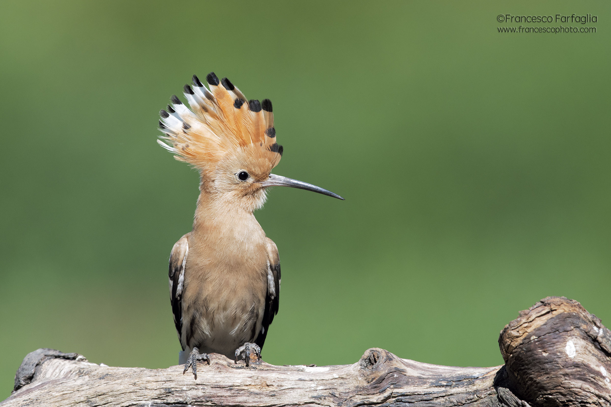 Hoopoe