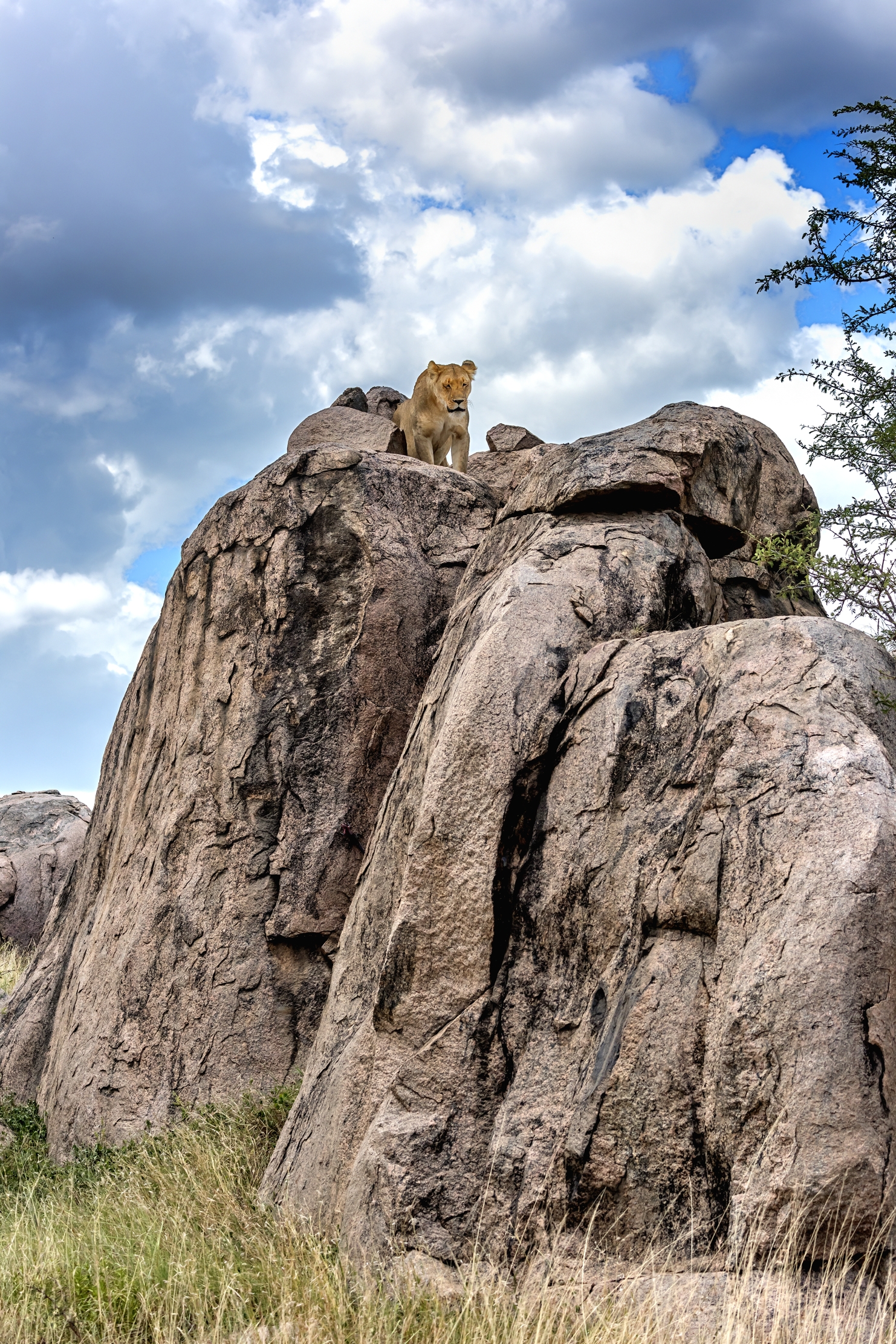 Tanzania 2016 - In cima al Kopje