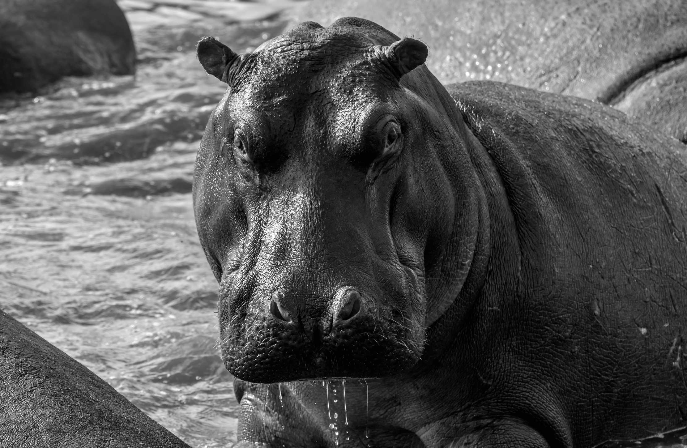 Tanzania 2016 - Hippo B&W