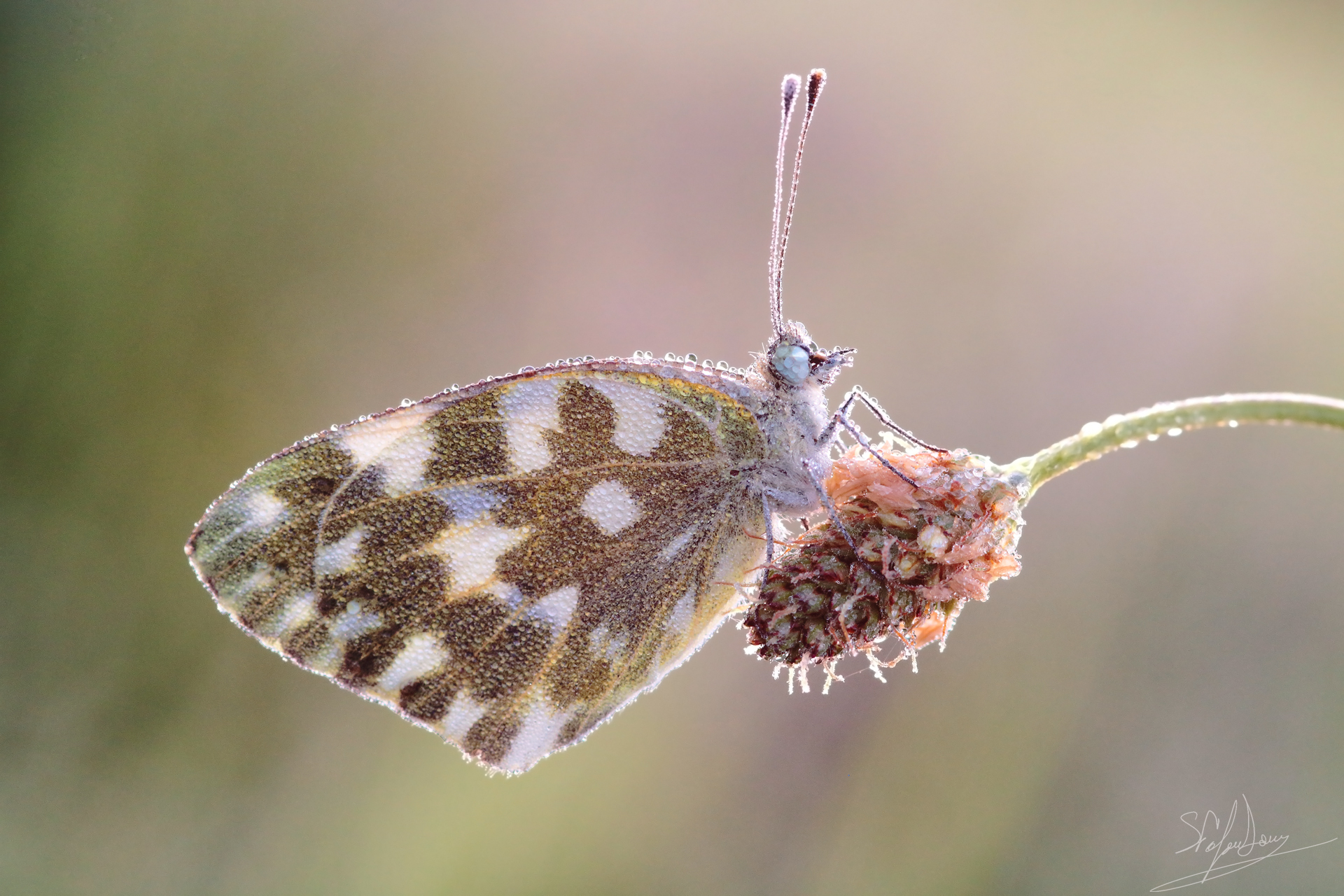 Anthocharis cardamines 1