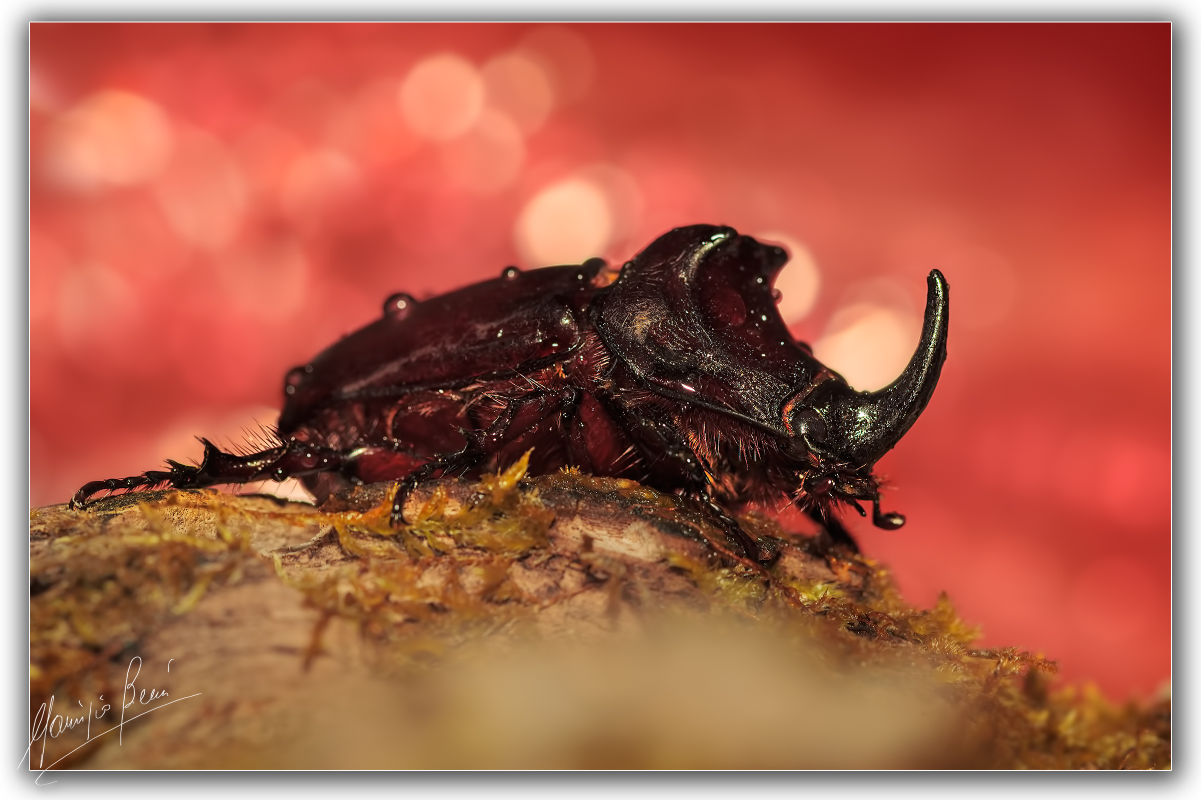 Rhinoceros beetle, Oryctes nasicornis