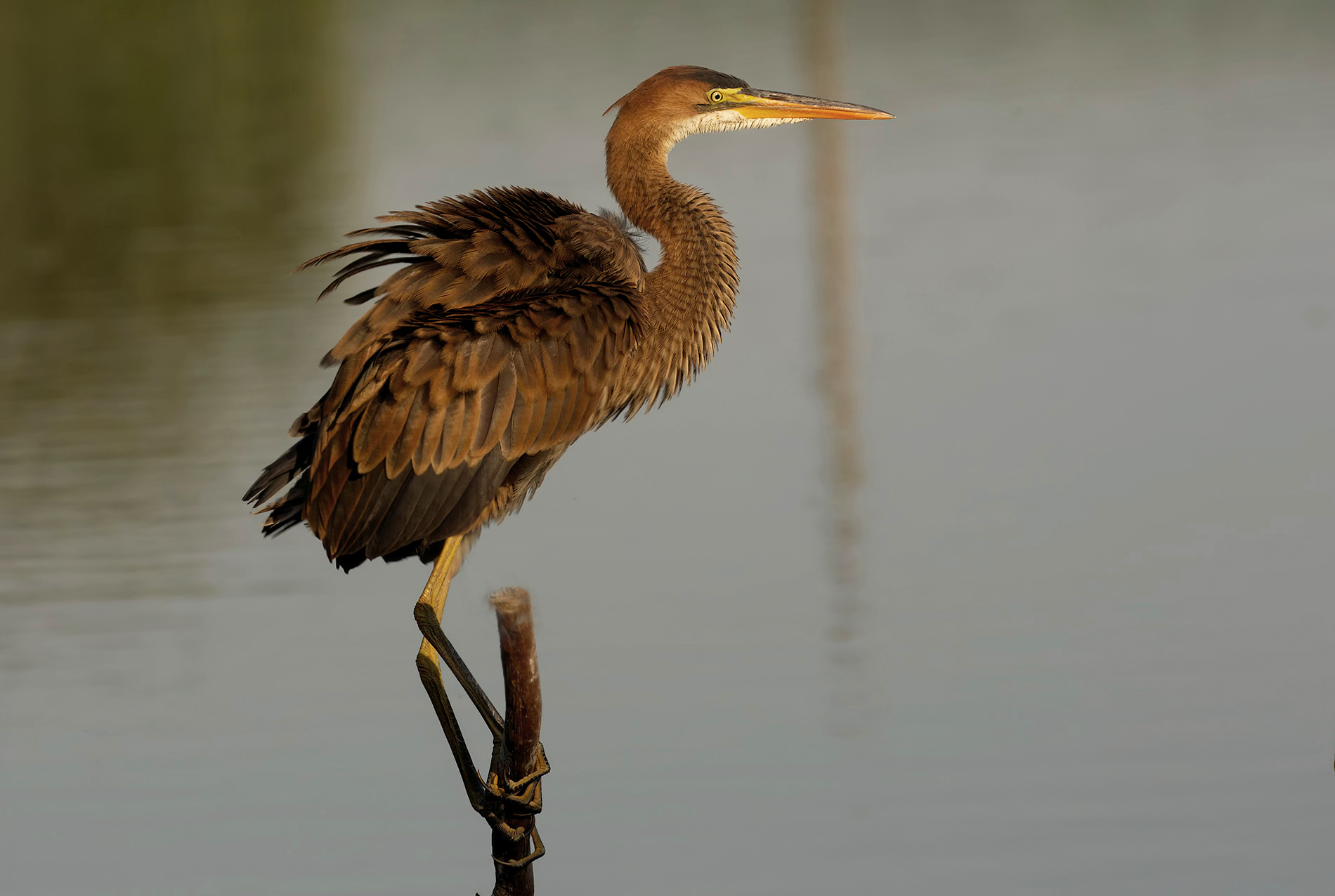 Junior Red heron