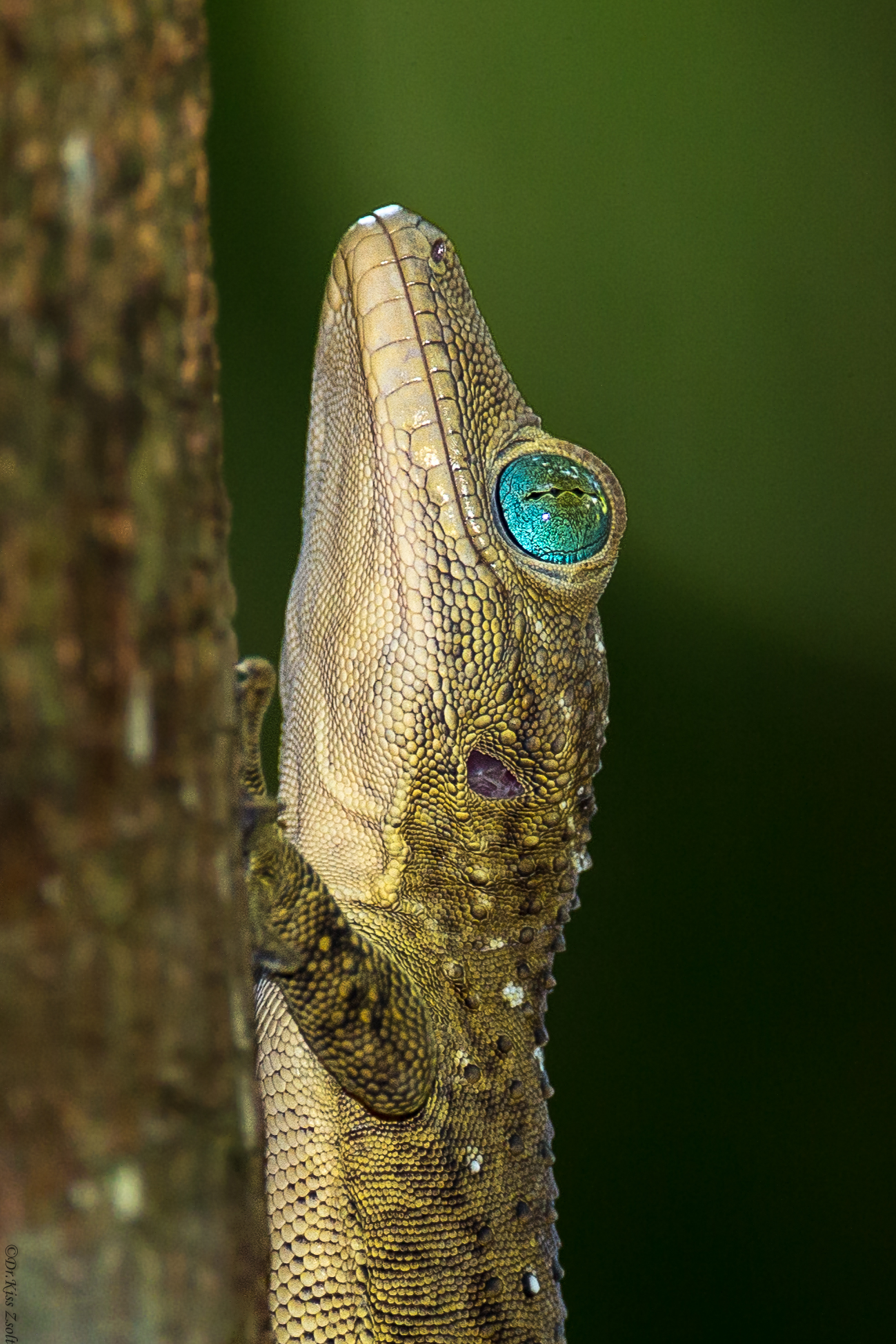 Green-eyed Gecko