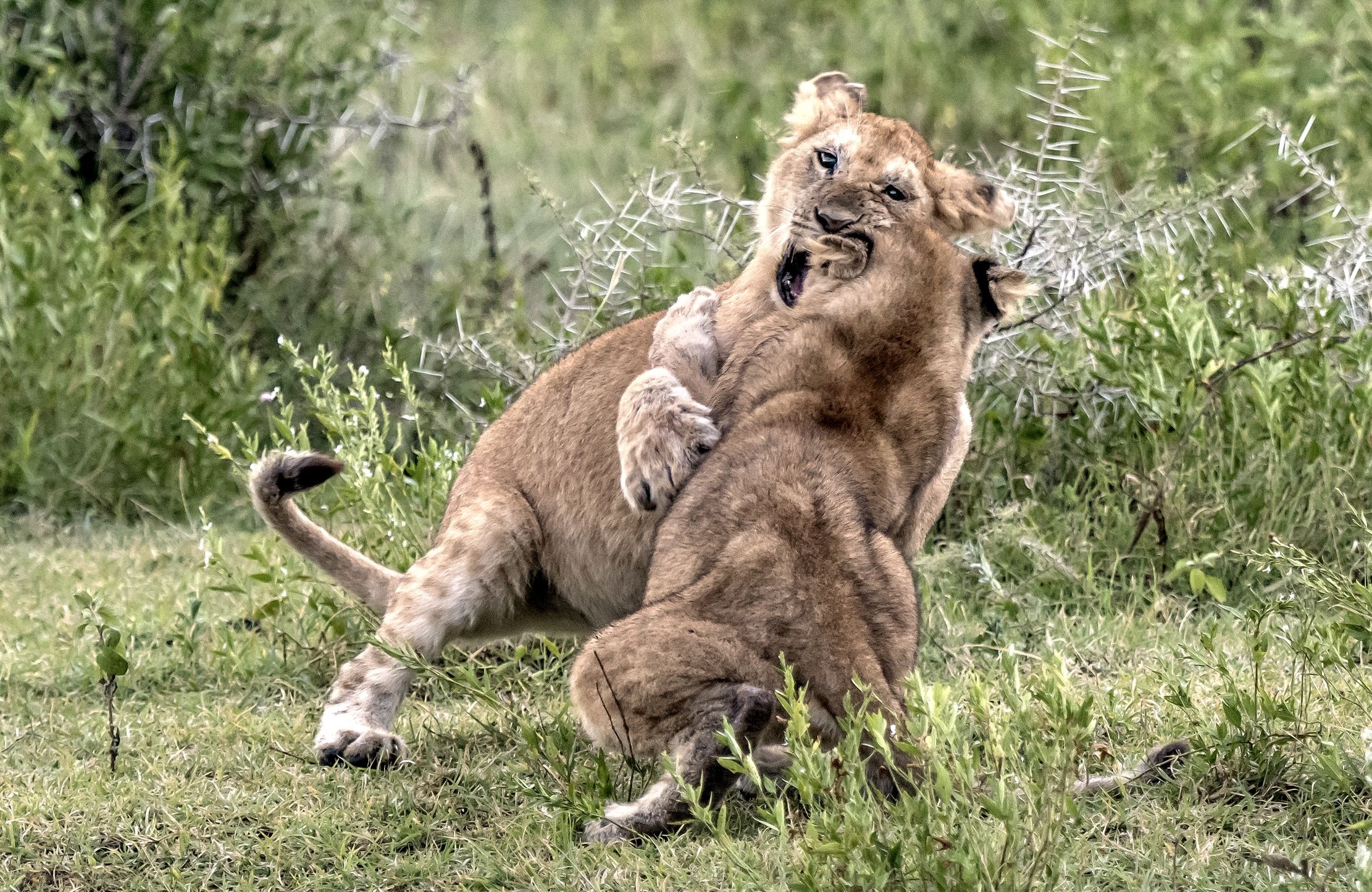 Tanzania 2016 - Cuccioli