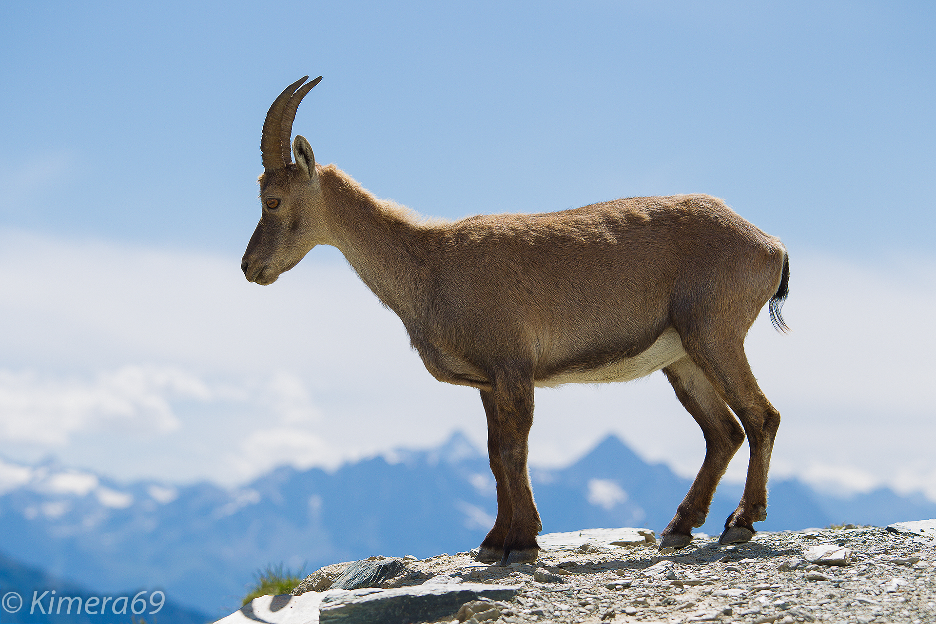 Capra ibex - Stambecco alpino -