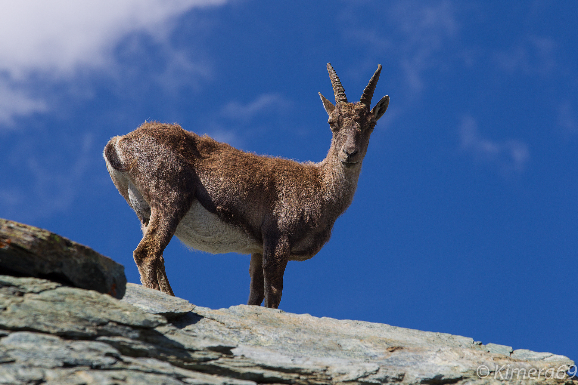 Capra ibex - Stambecco alpino -