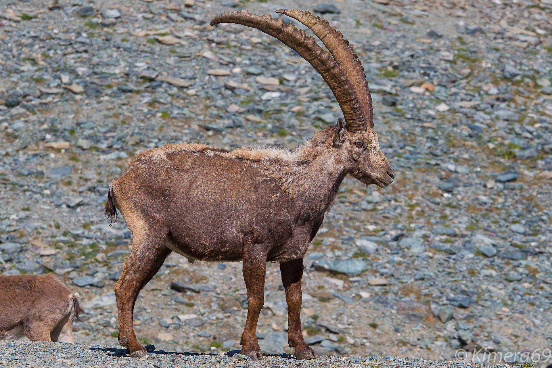 Capra ibex - Stambecco alpino -