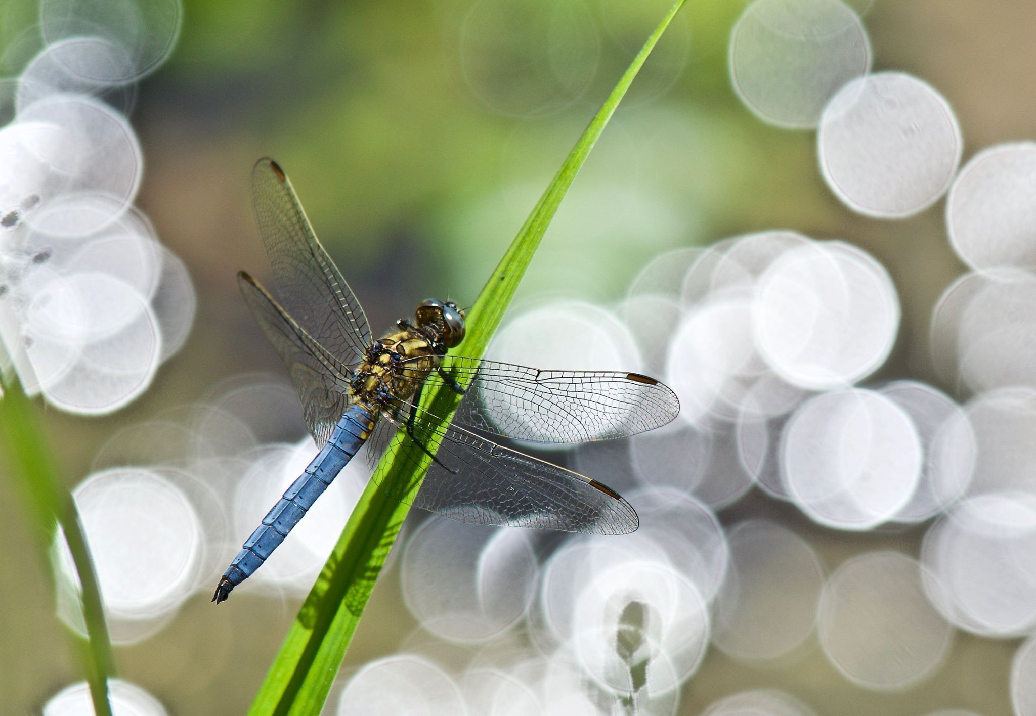 Libellula depressa