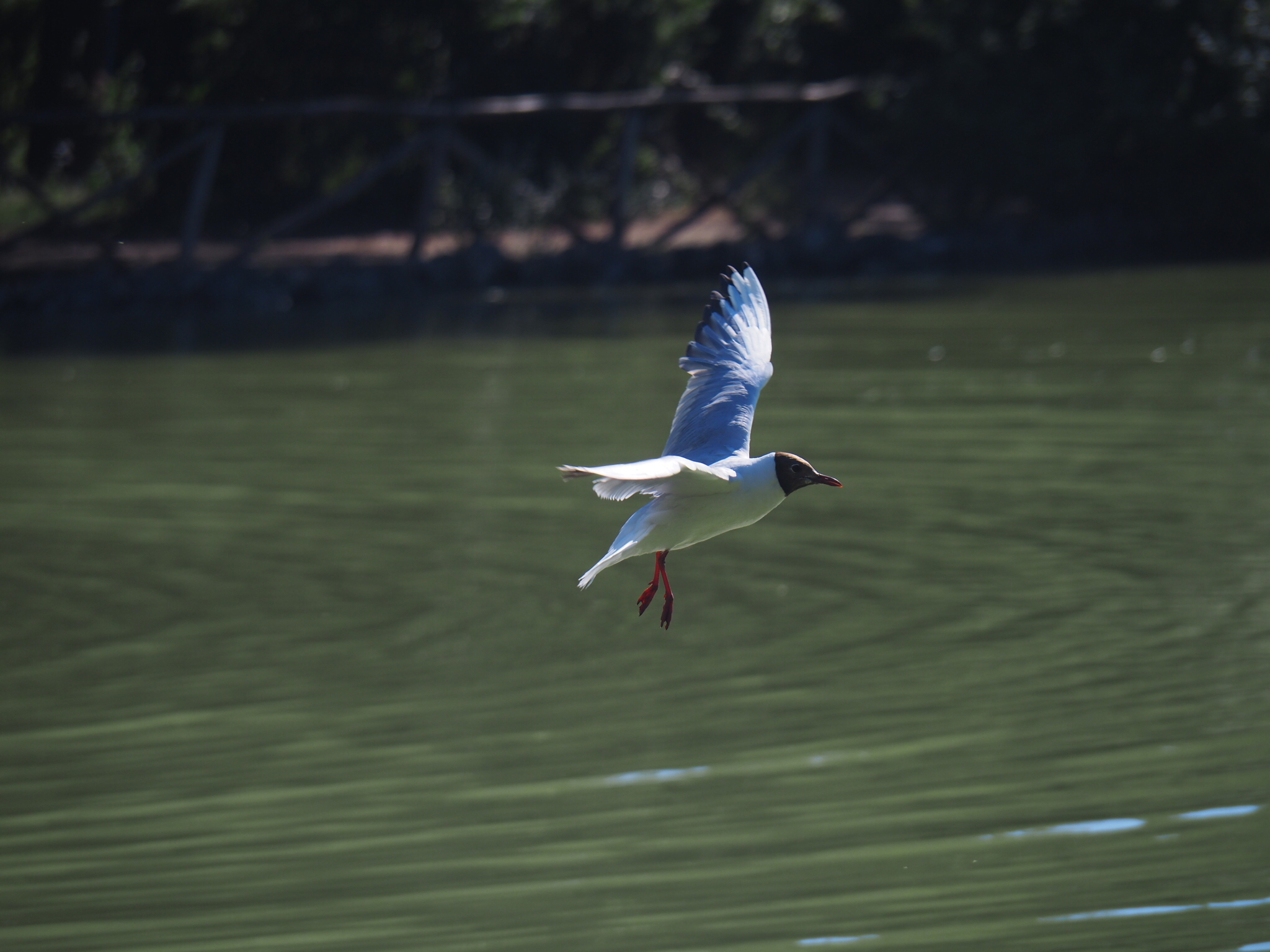 My first photo hunting