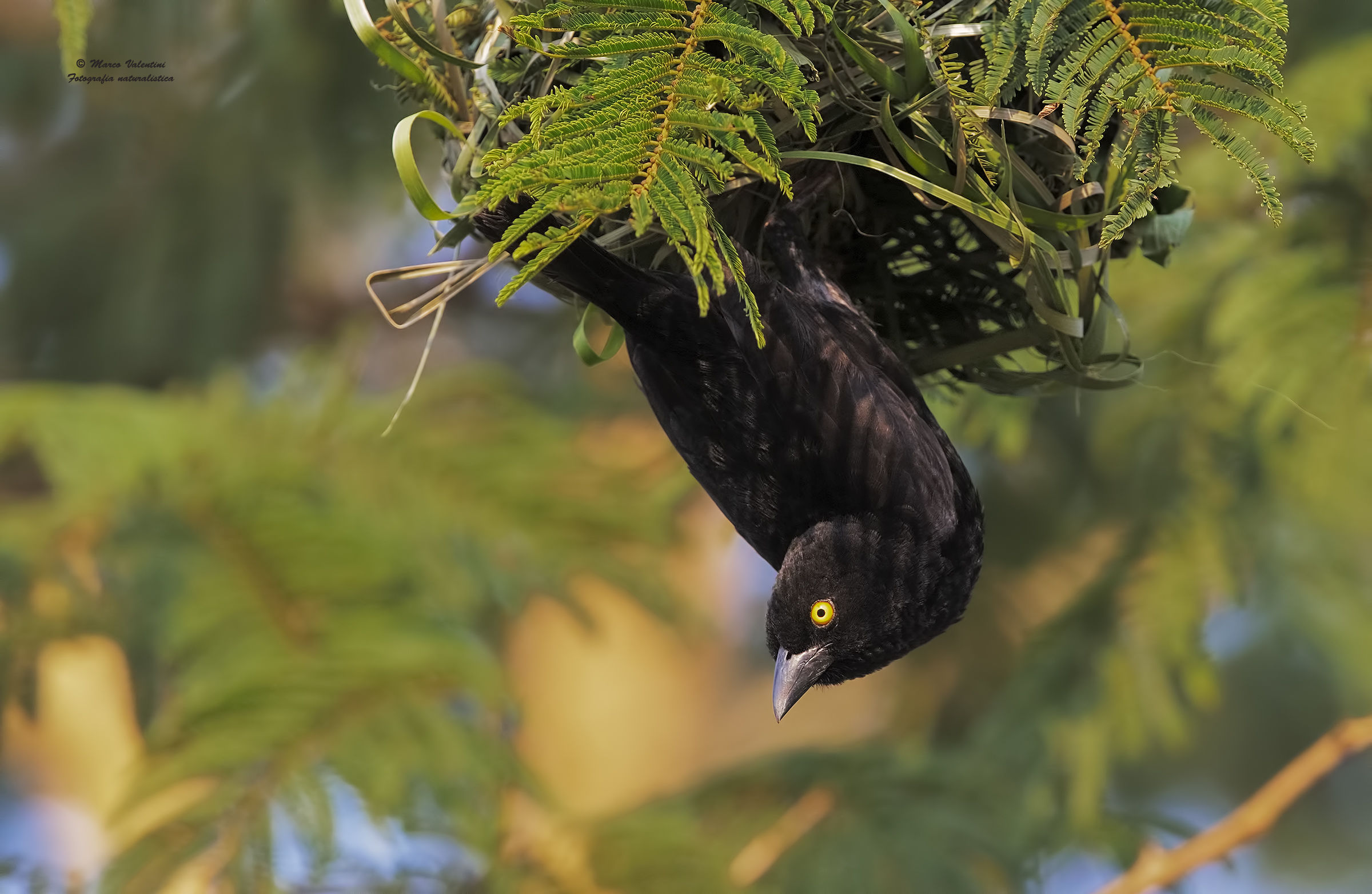 Black Weaver at the nest - ISO 8000