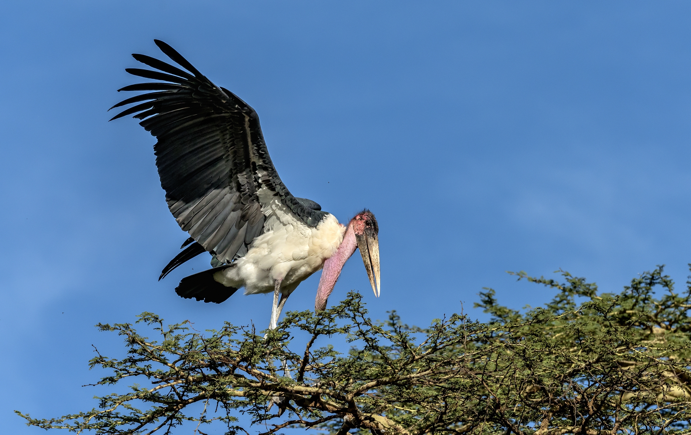 Tanzania 2016 - Marabù