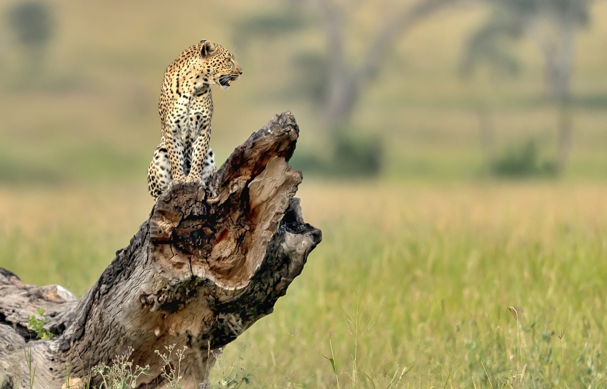 Tanzania 2016 - Leopard