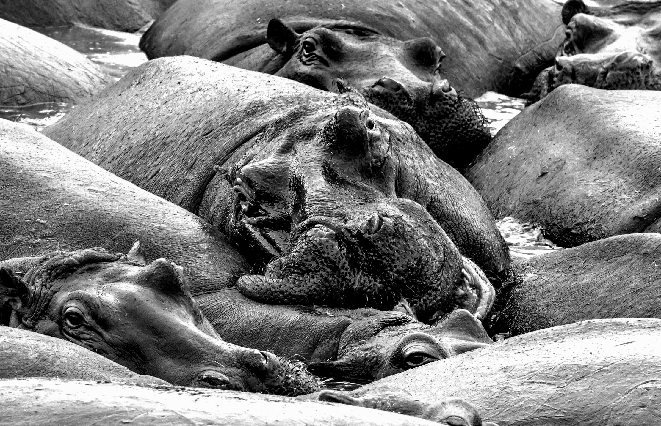 Tanzania 2016 - Hippo B&W