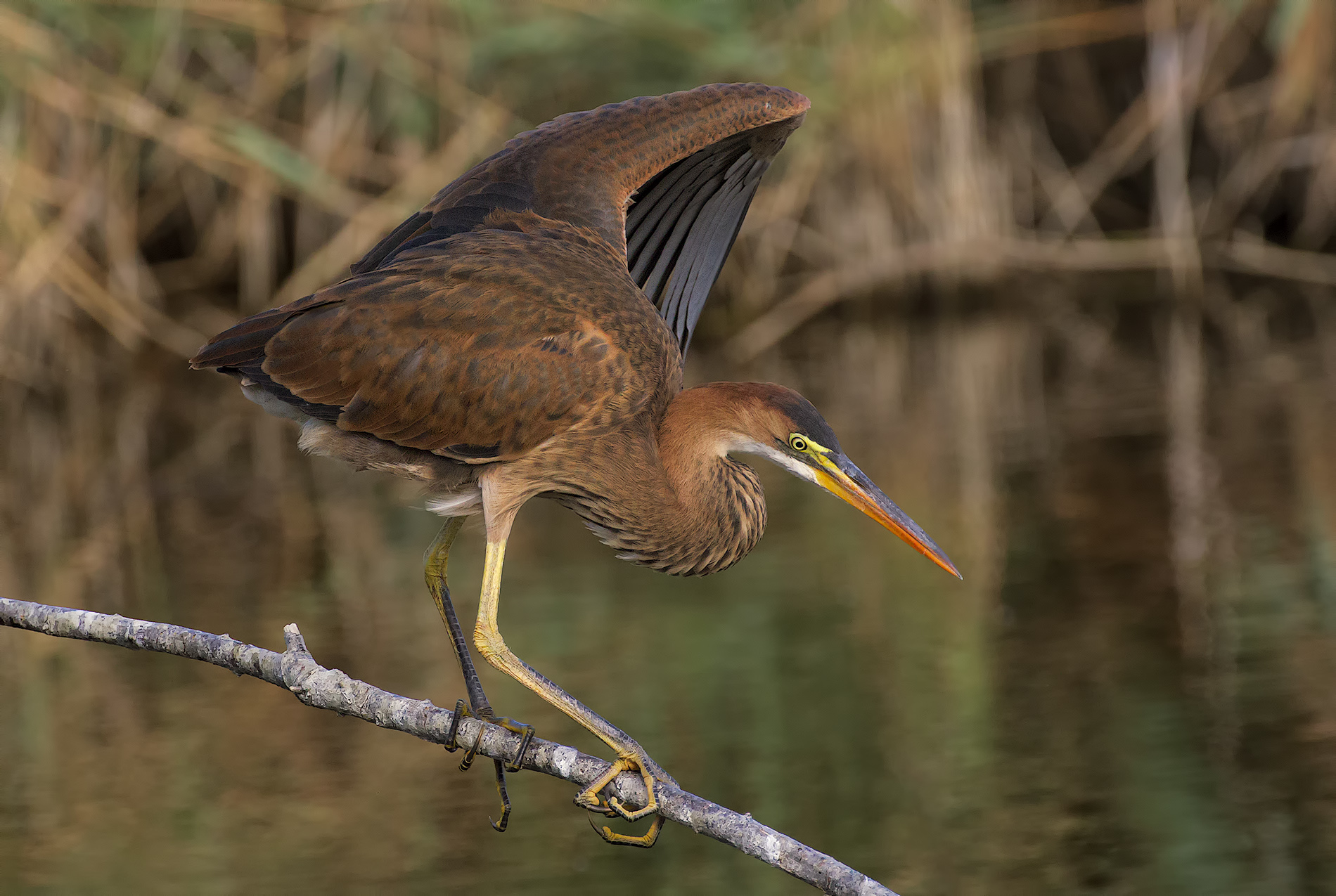 young purple heron