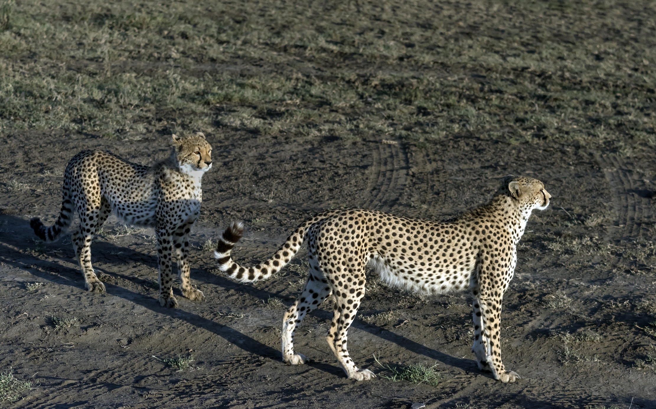 Tanzania 2016 - Brothers