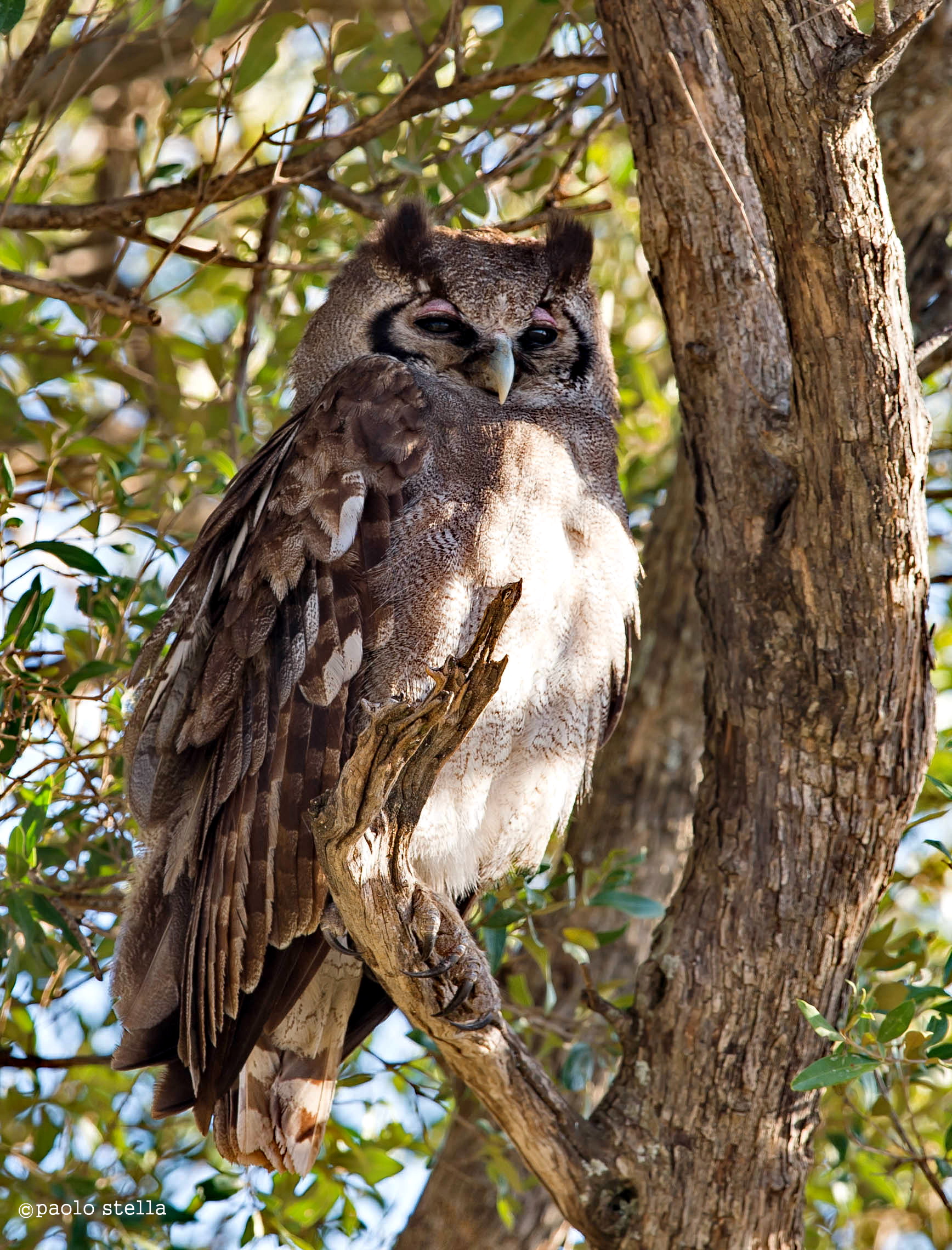 Verreaux's Eagle-Owl (Bubo lacteus ) - 2