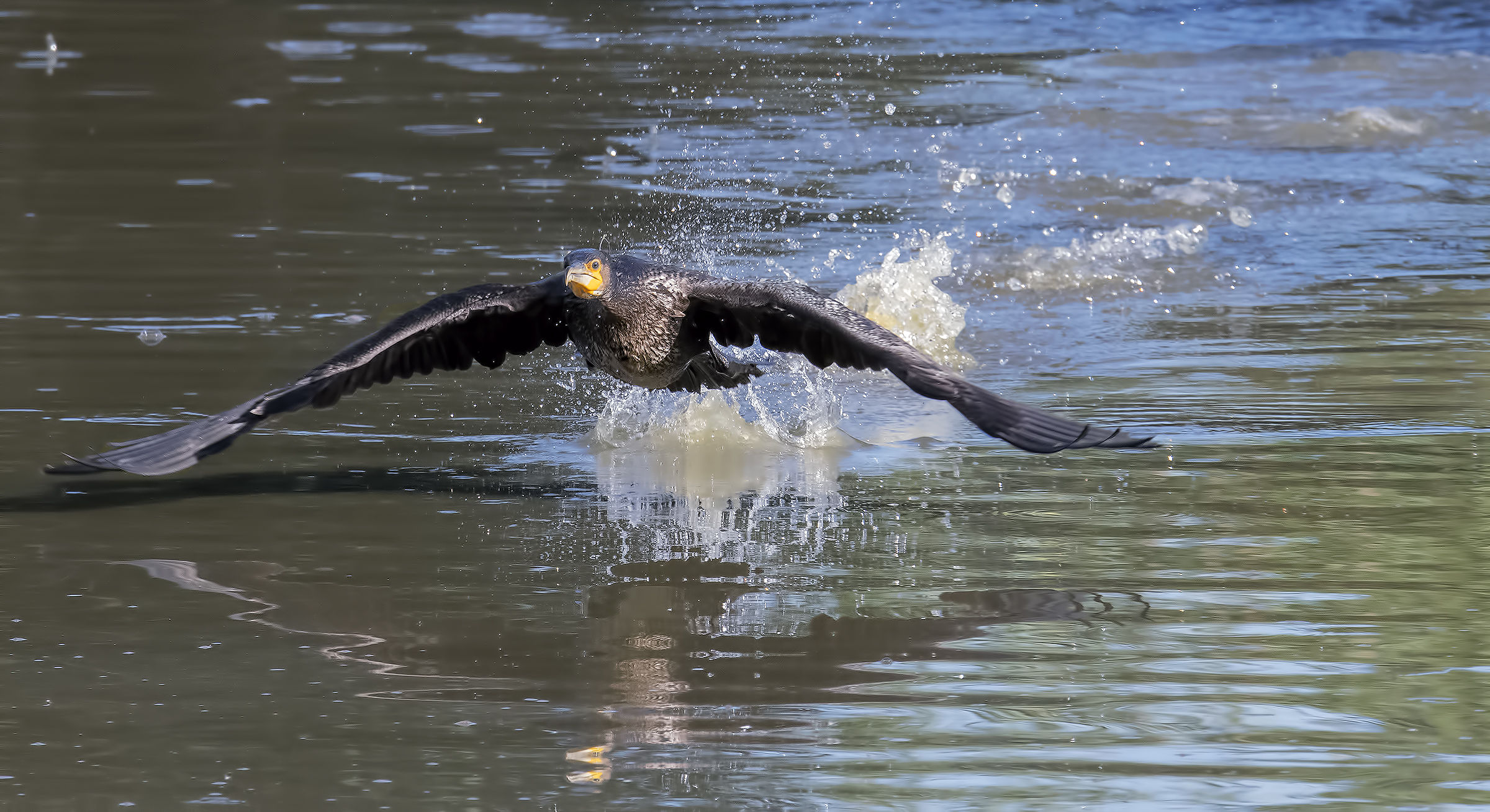 Cormorant takeoff