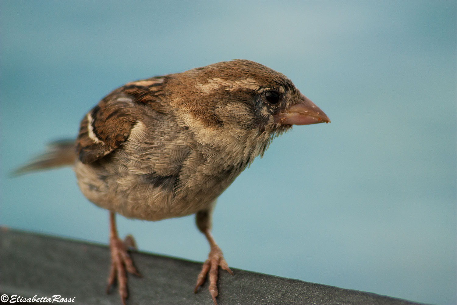 Sparrow