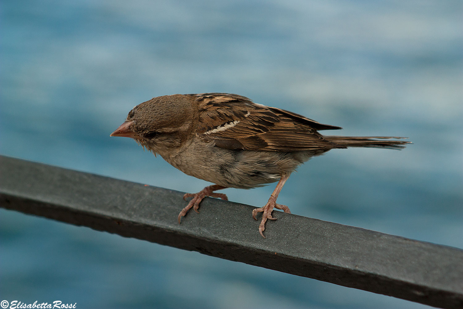 Sparrow