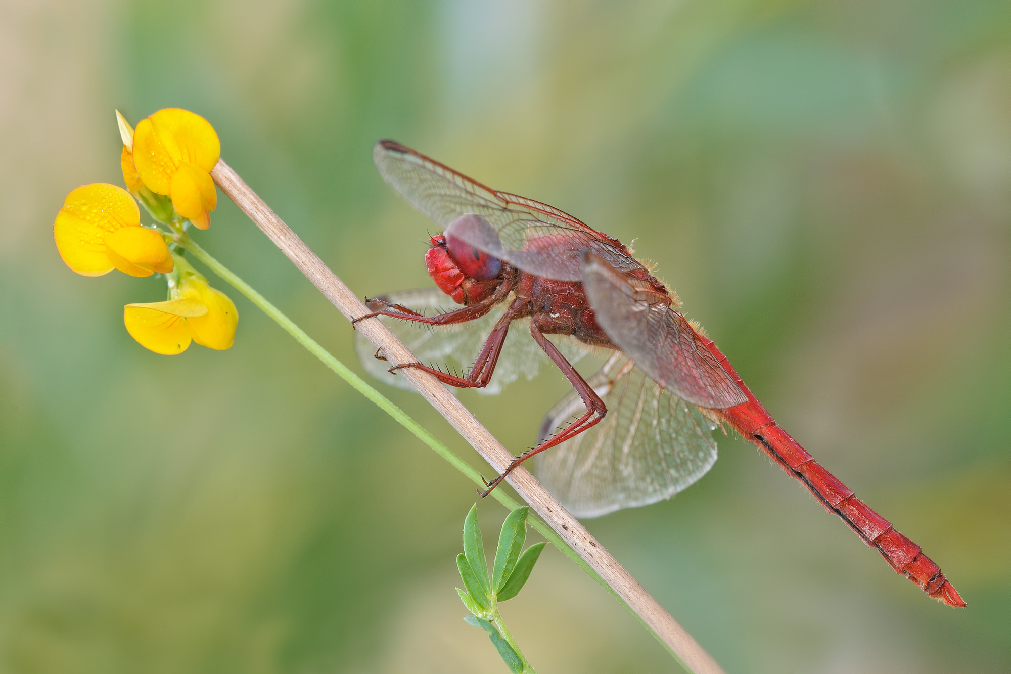 Crocothemis erythraea maschio