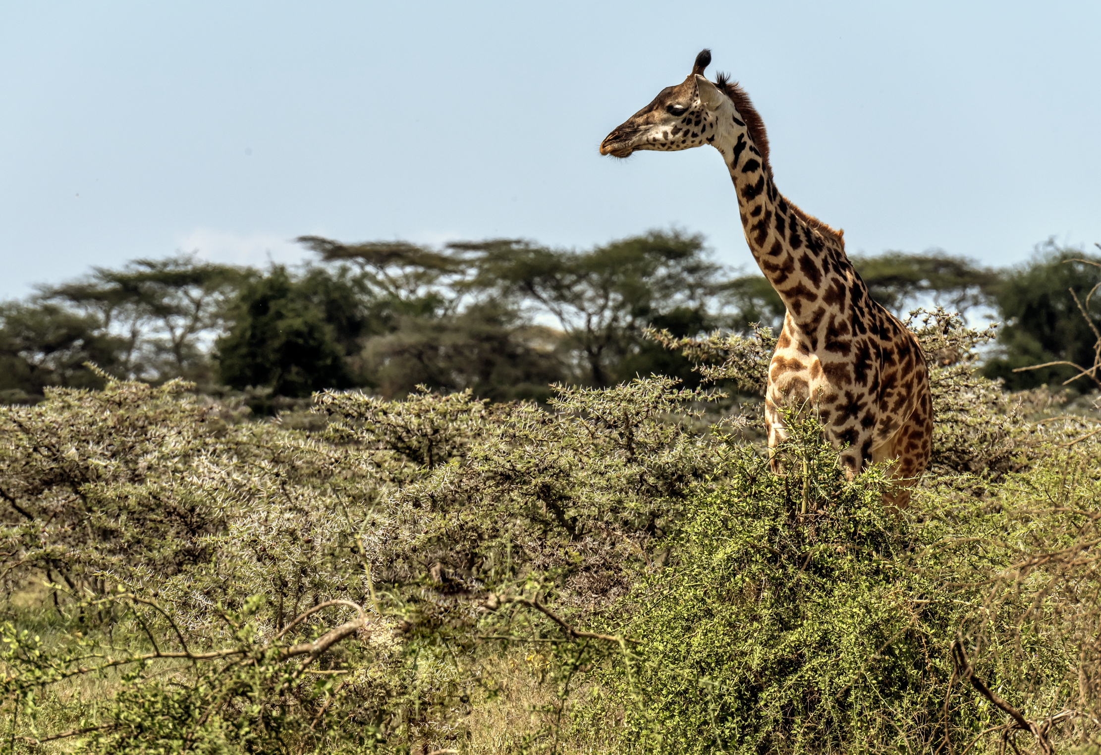 Tanzania 2016 - Giraffe
