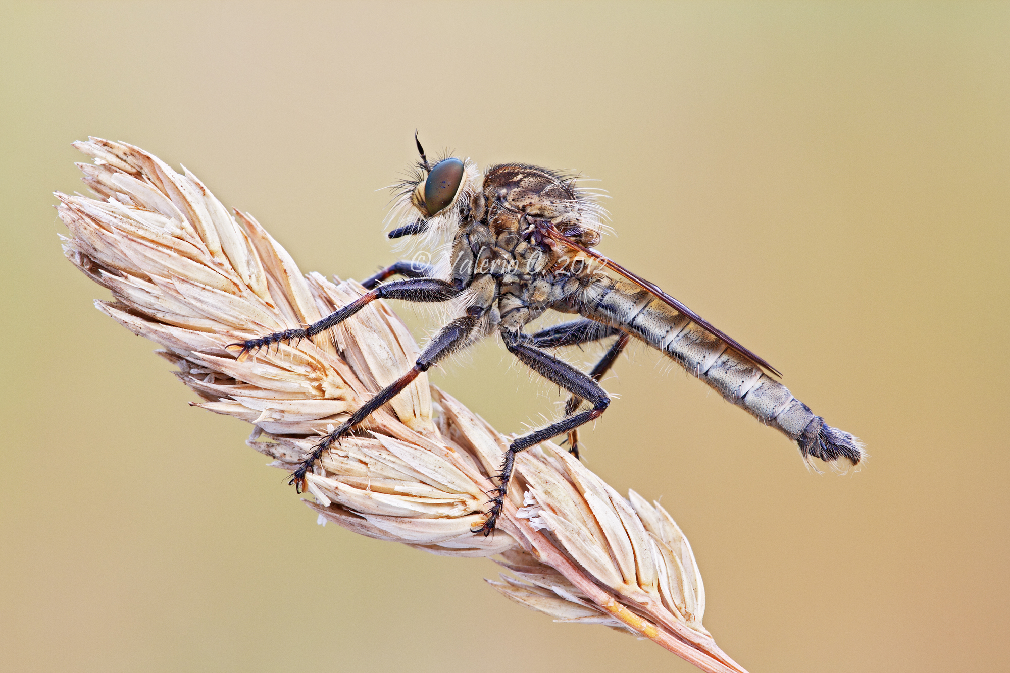 Asilidae