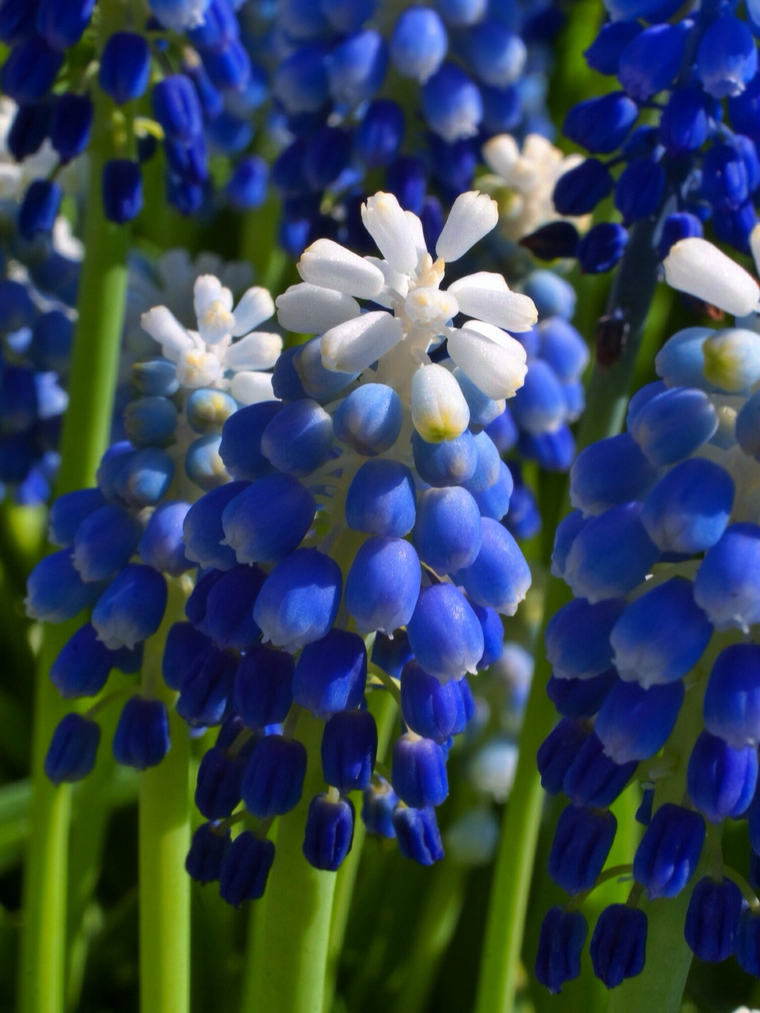 Muscari