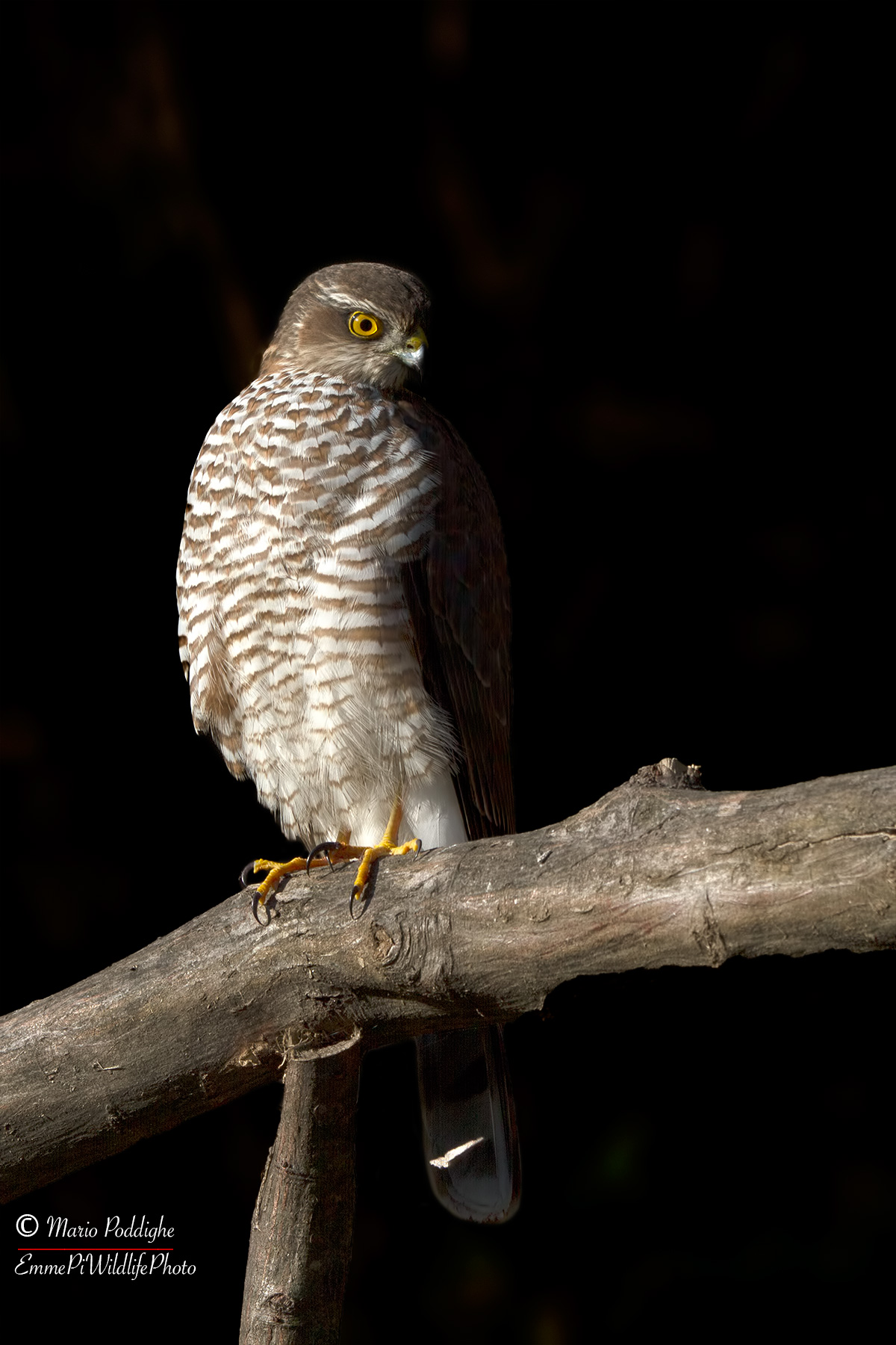 Sparrowhawk the forest ghost