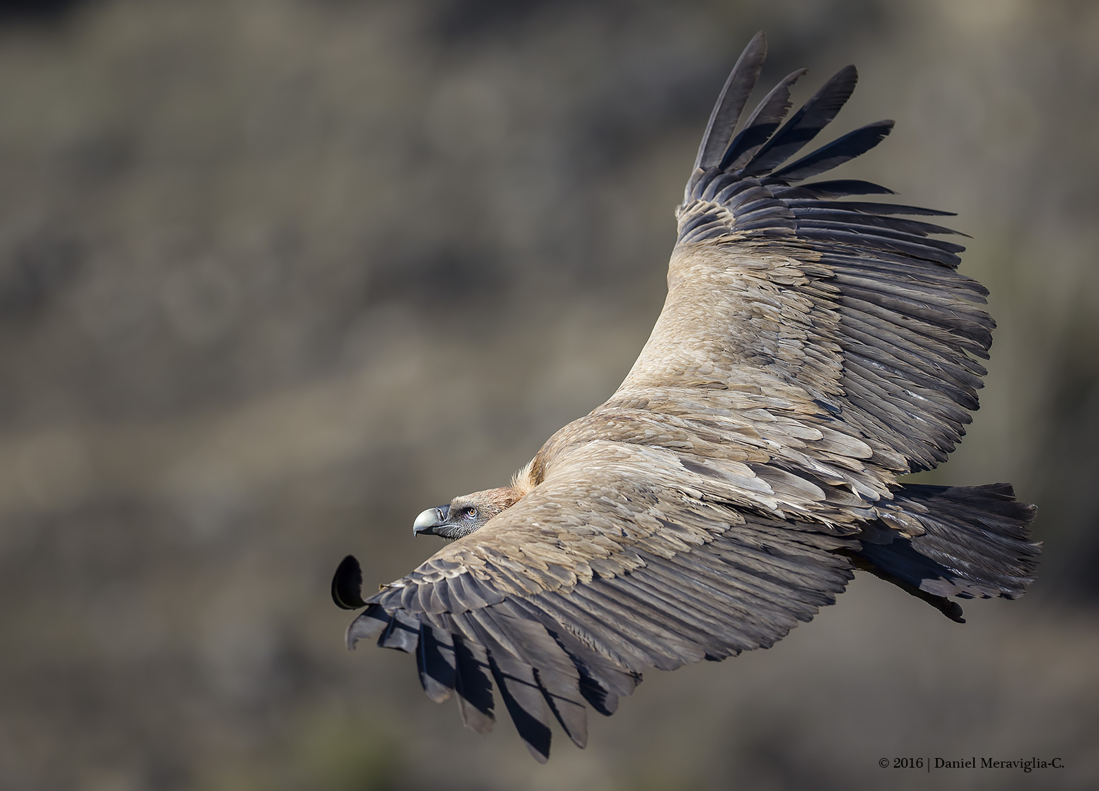 Grffon Vulture in flight